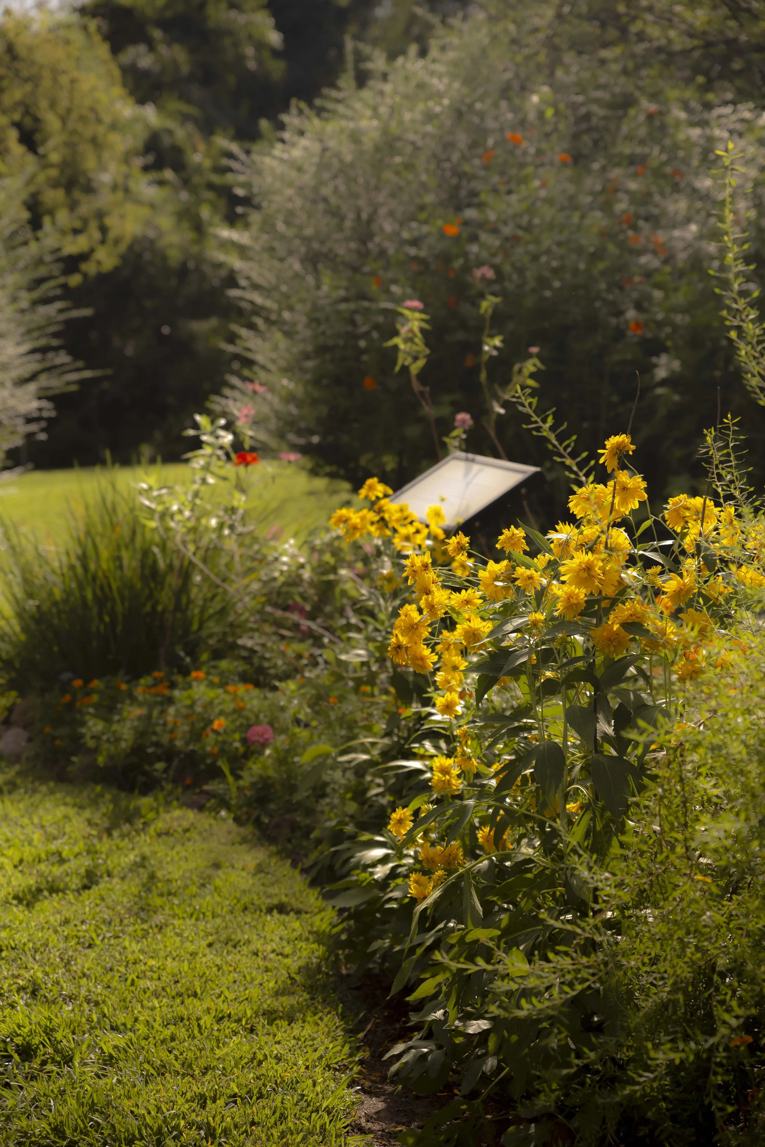 A lush garden with various flowering plants, including yellow, red, and pink flowers, and a small informational sign partially visible among the plants, under warm sunlight.