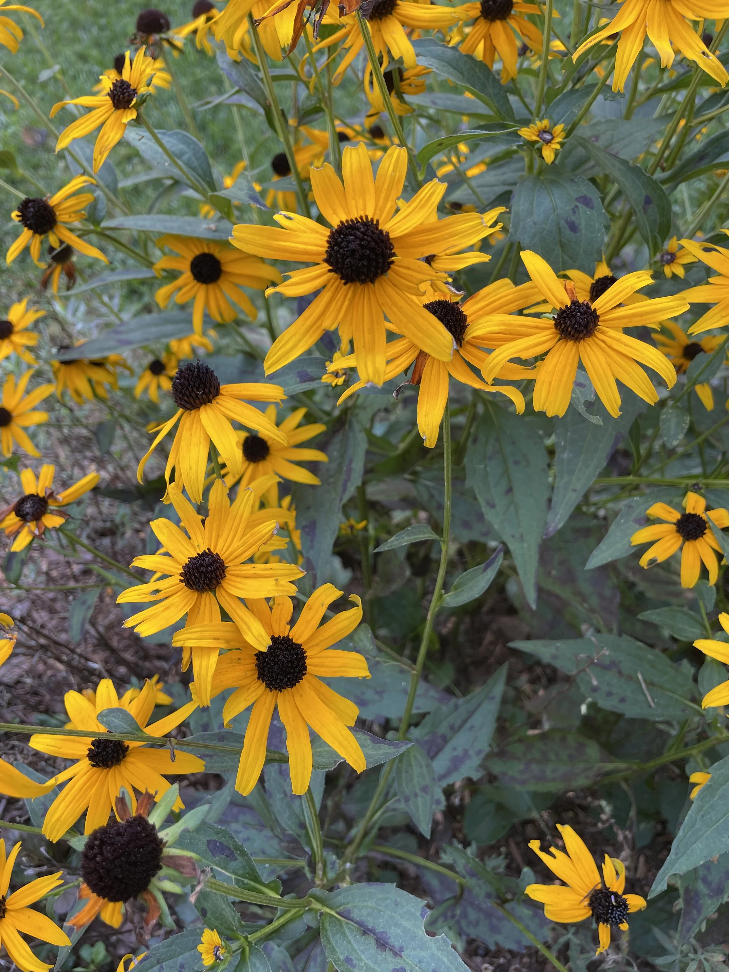 Cluster of yellow flowers with dark centers growing among green leaves.