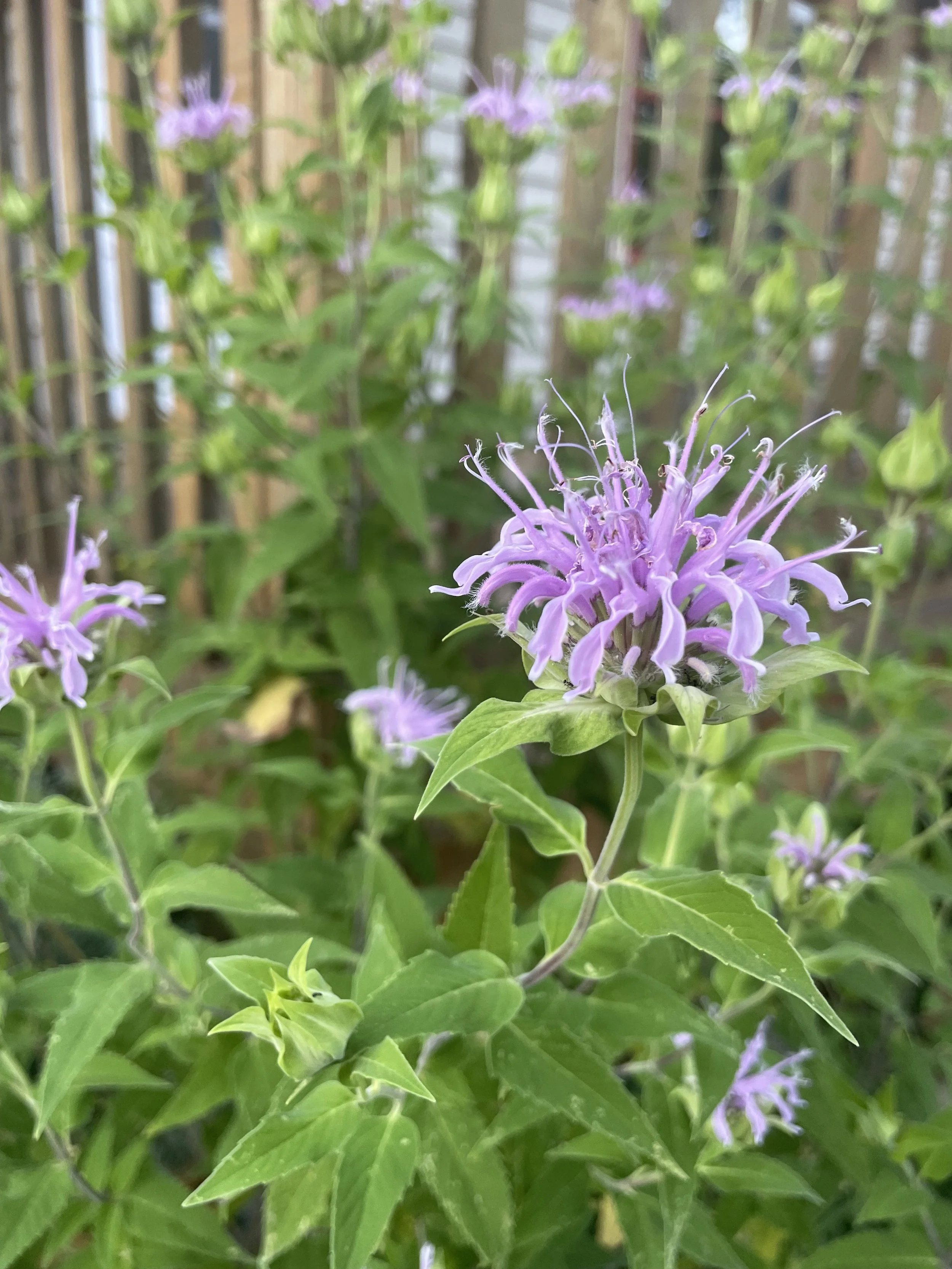 Close-up of a purple flower with green leaves, with a background of wooden fence and more flowers.