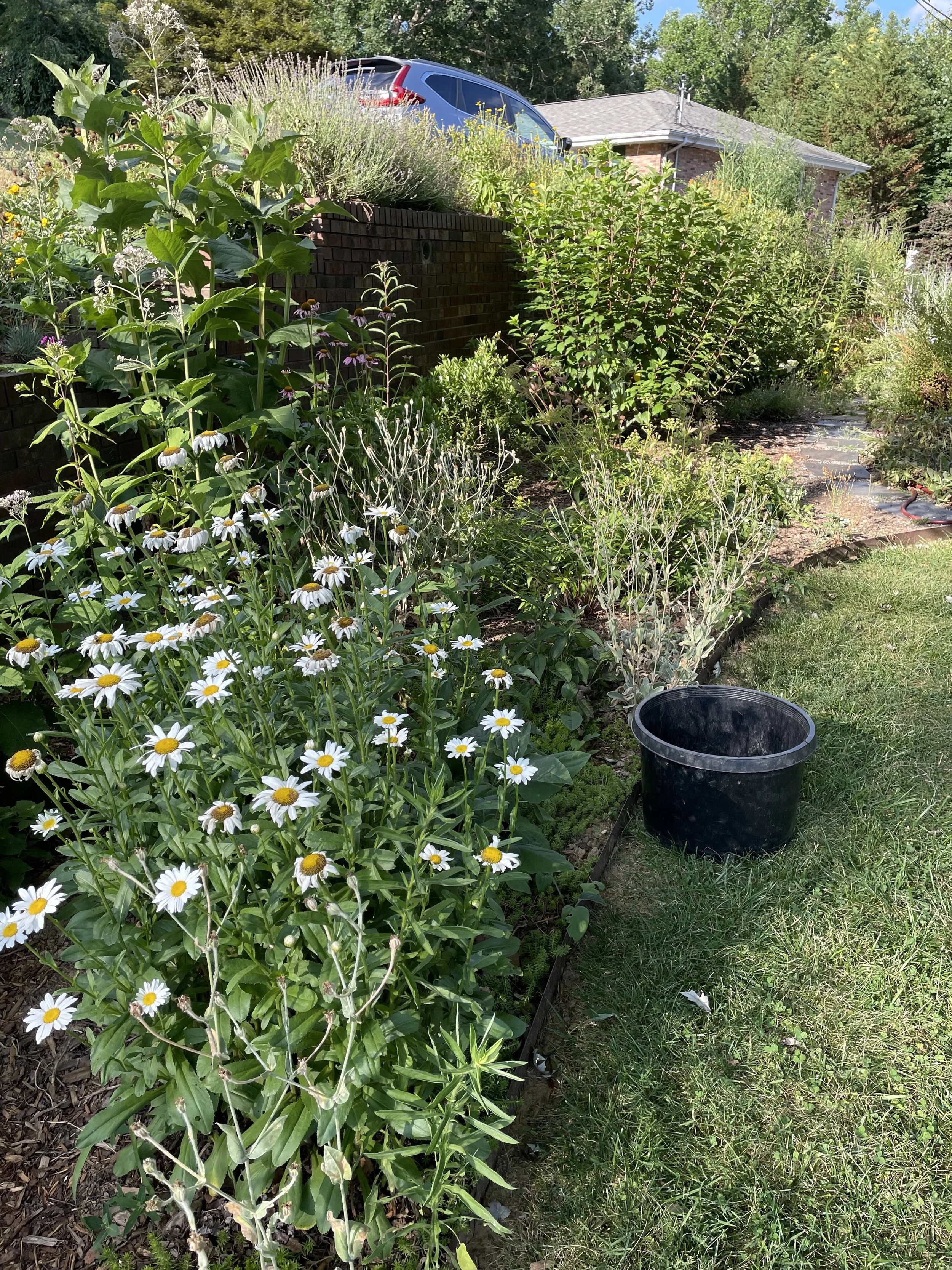 A garden bed with blooming white daisies and various green plants, a black gardening bucket, and a house with a parked blue car in the background.