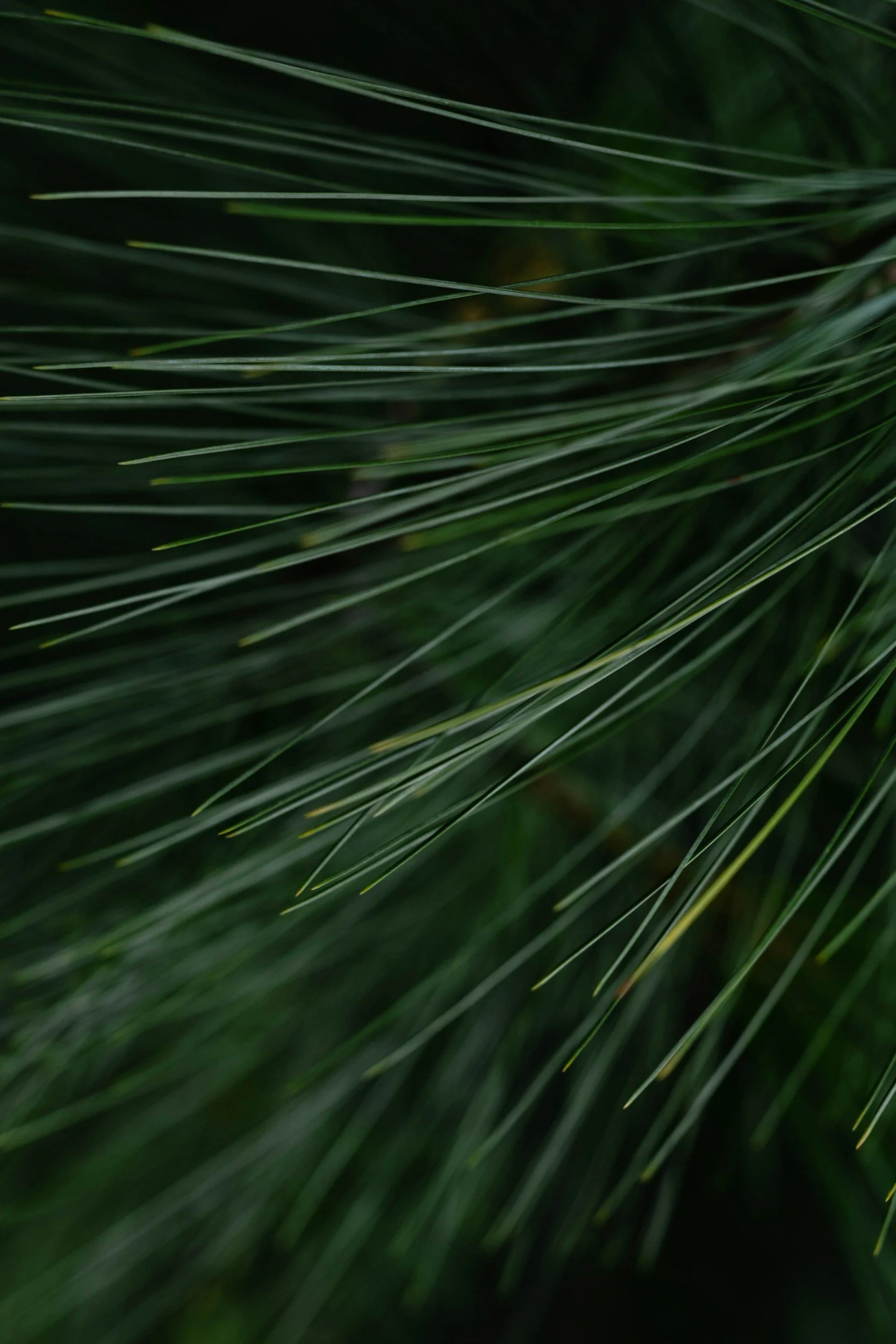 Close-up of green pine needles.