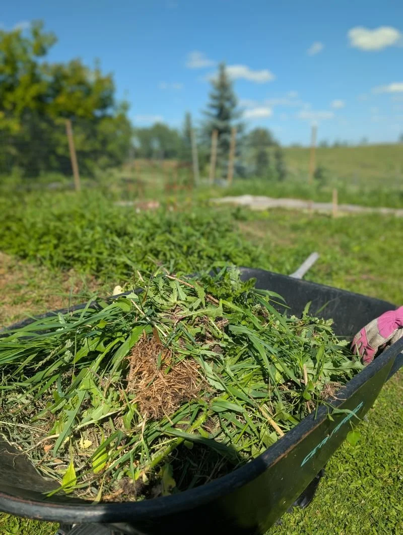 Wheelbarrow filled with uprooted green weeds and grass, situated on a grassy outdoor field under a blue sky with scattered clouds.