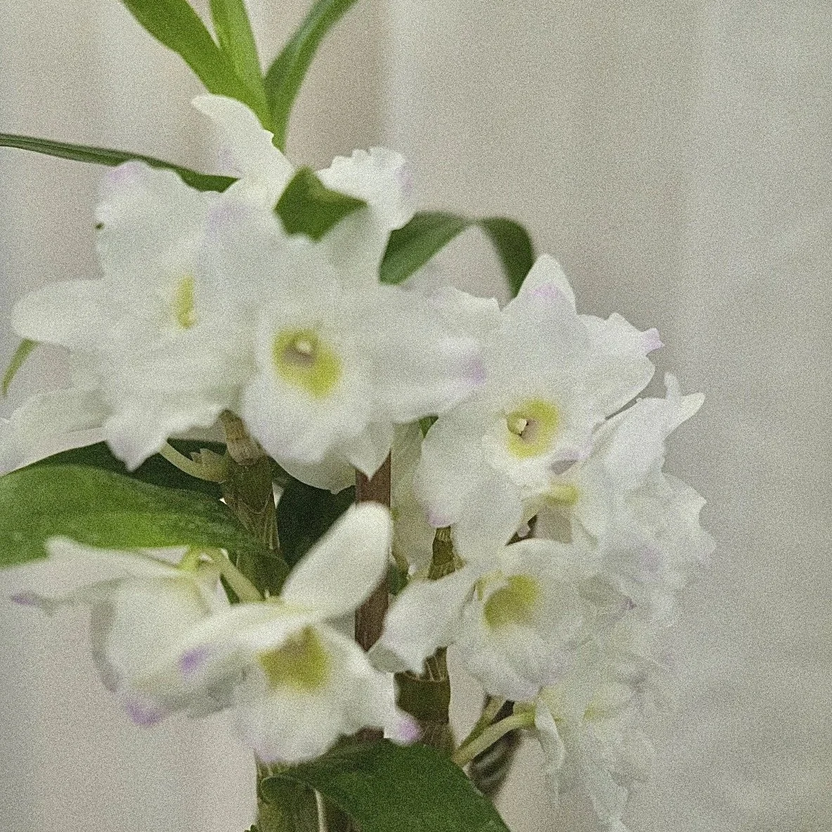 dendrobium spring dream