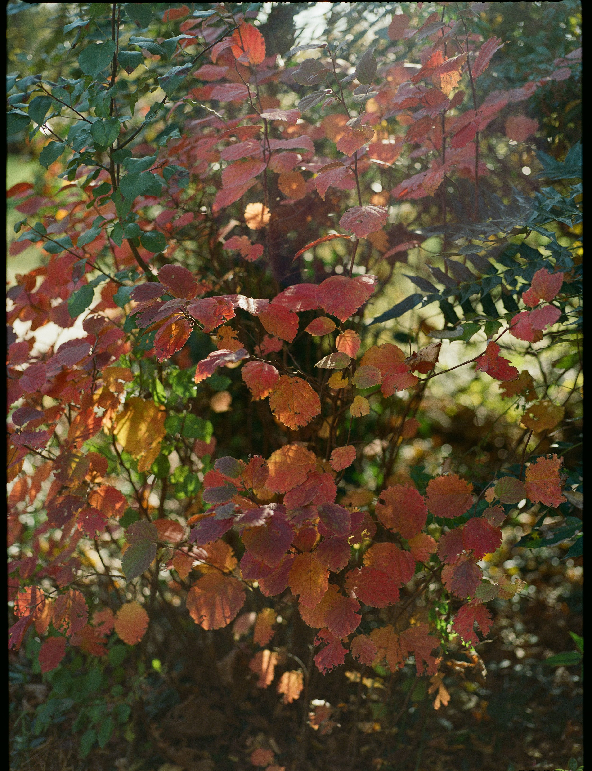 delaware-wedding-foliage-fall.jpg
