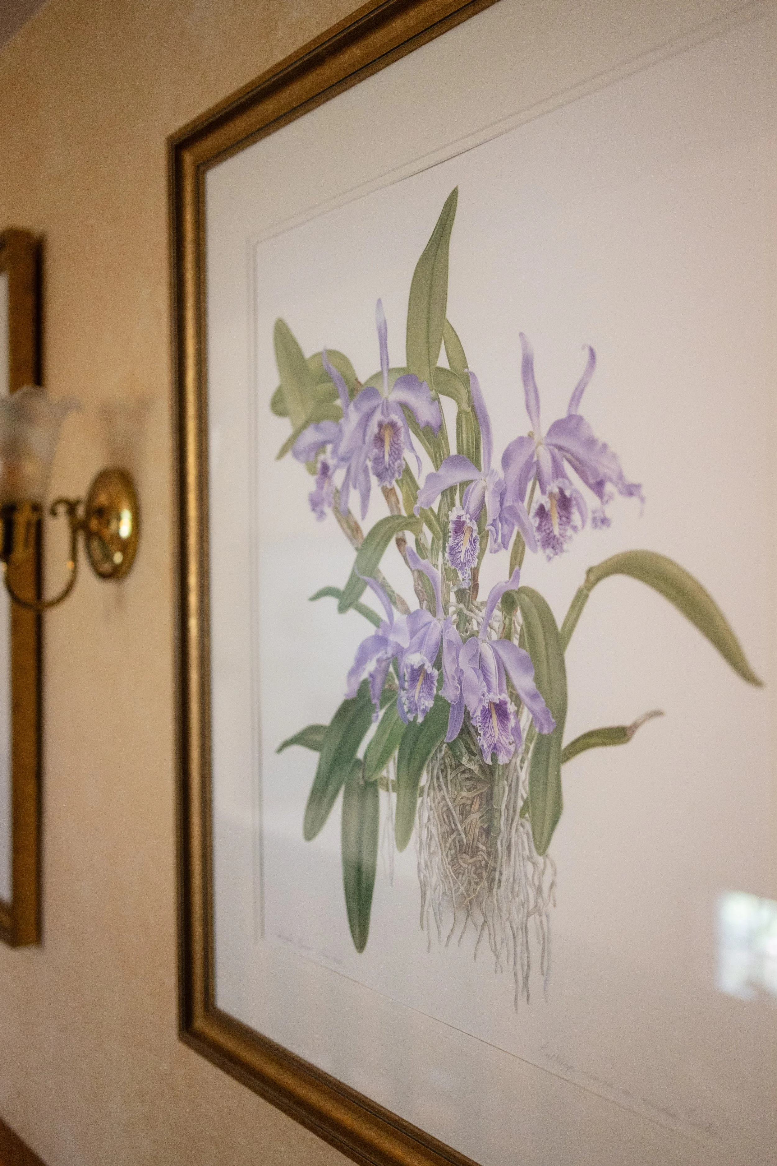 delaware-orchid-detail.jpg
