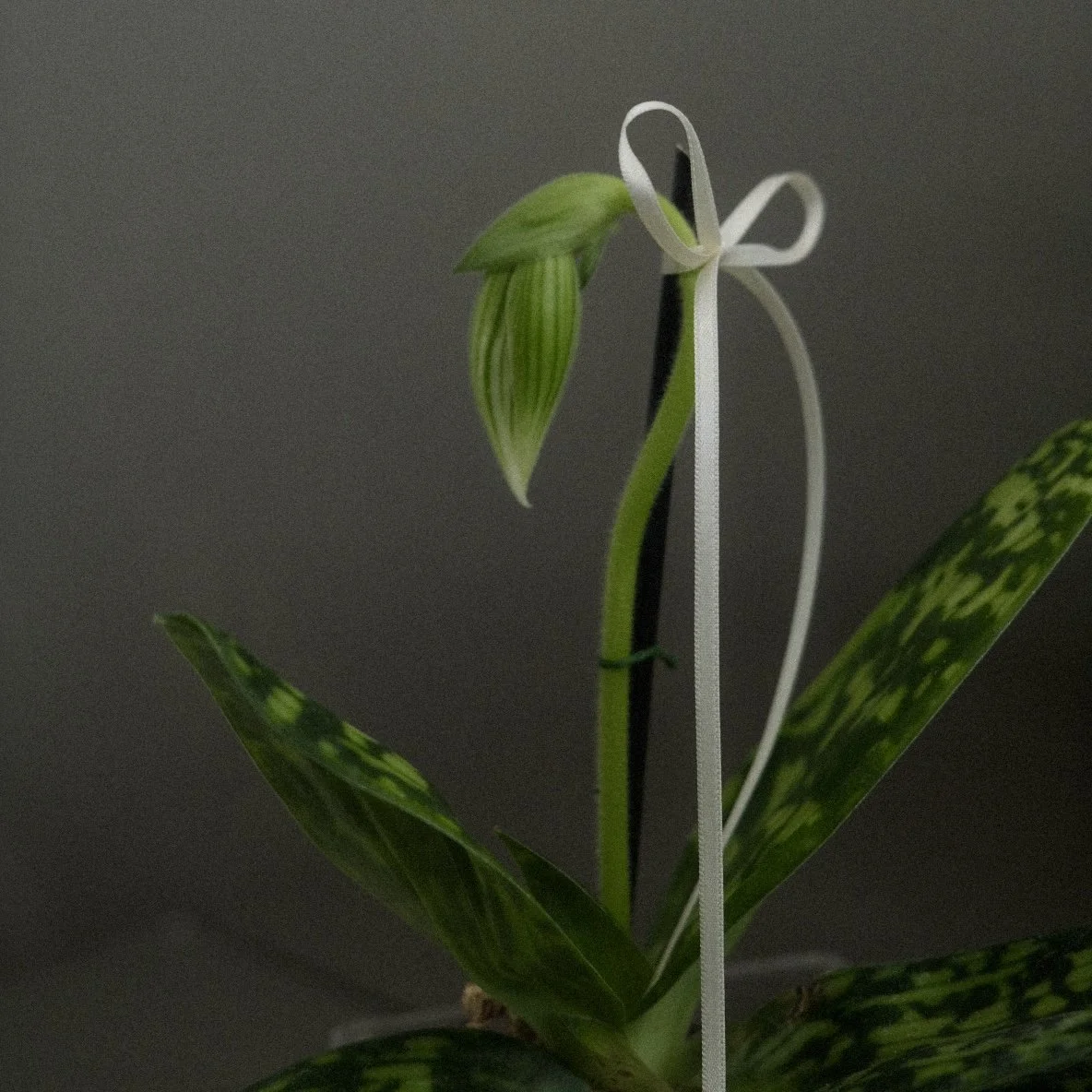 DSCF8957.jpg
