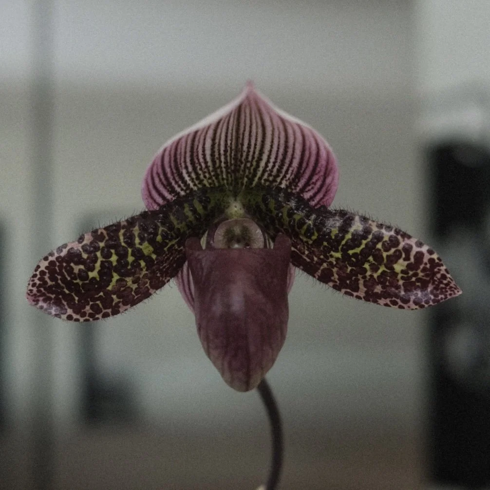 venus slipper