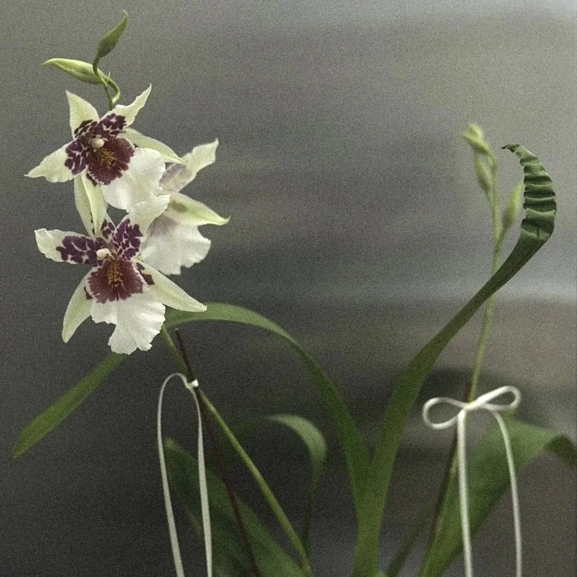 oncidium beallara