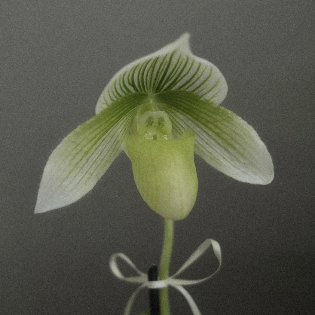 venus slipper