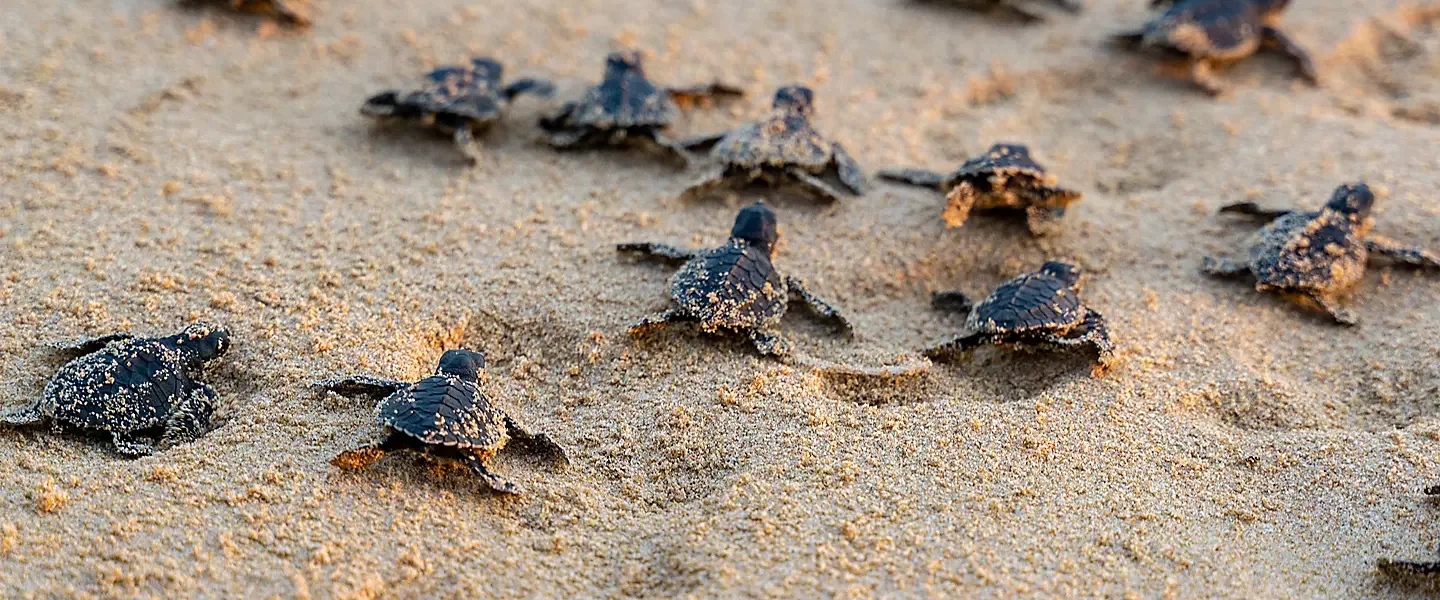 Turtlepalooza @ Crandon Park 2026