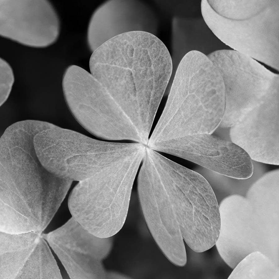 AVRY - 4 Leaf Clover Single Digital Download