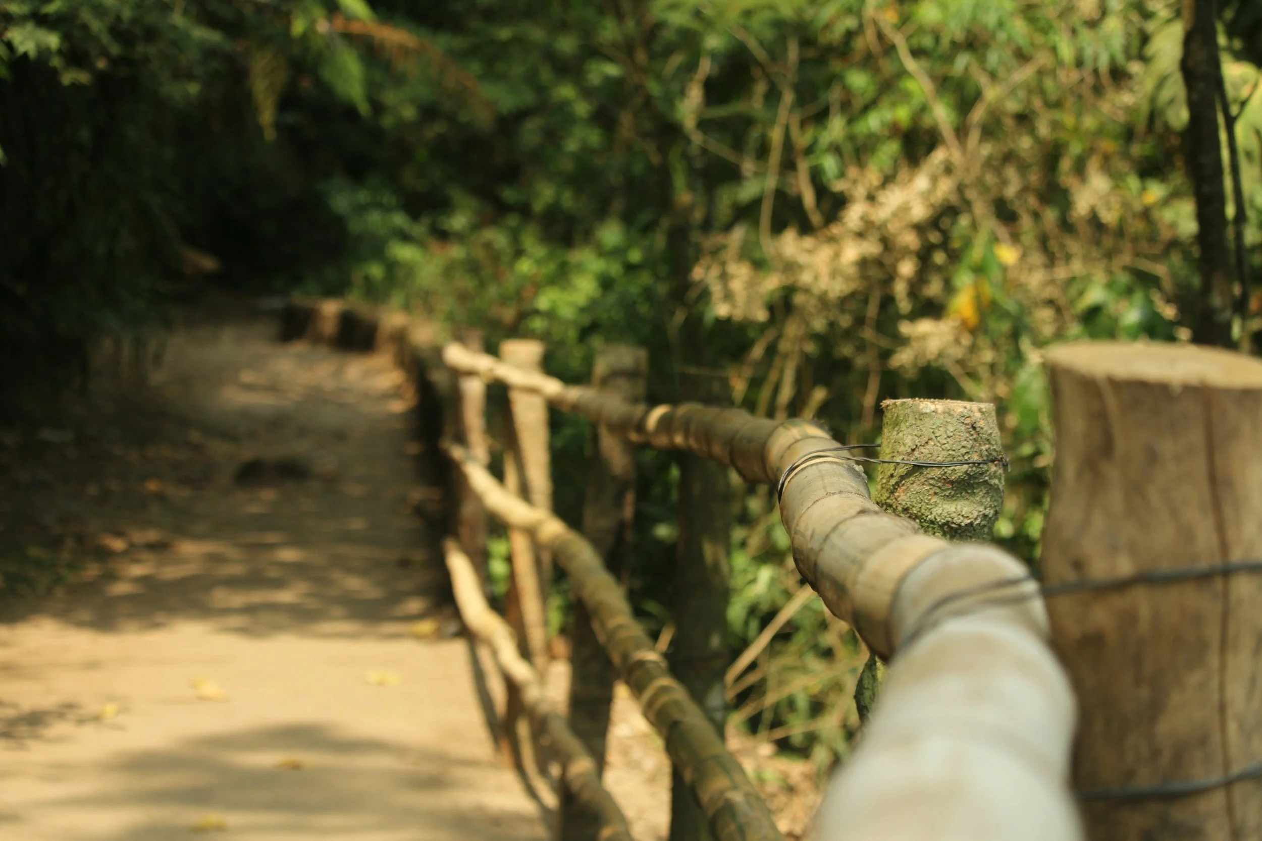 A dirt hiking trail with a bamboo and wire fence on the right side, surrounded by dense green foliage.