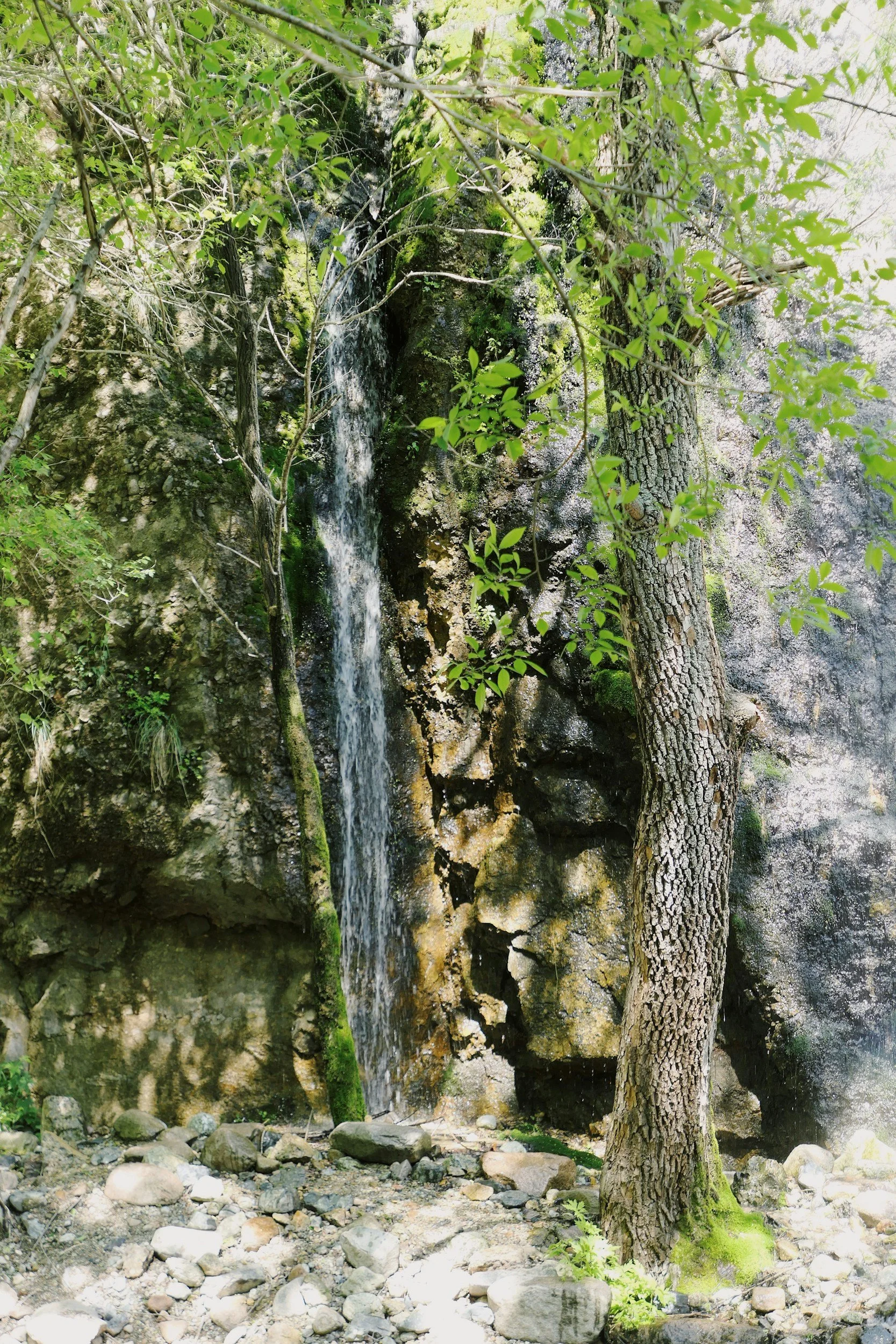 A small waterfall flowing down a rock face in a forest, with a tree in the foreground and green foliage around.
