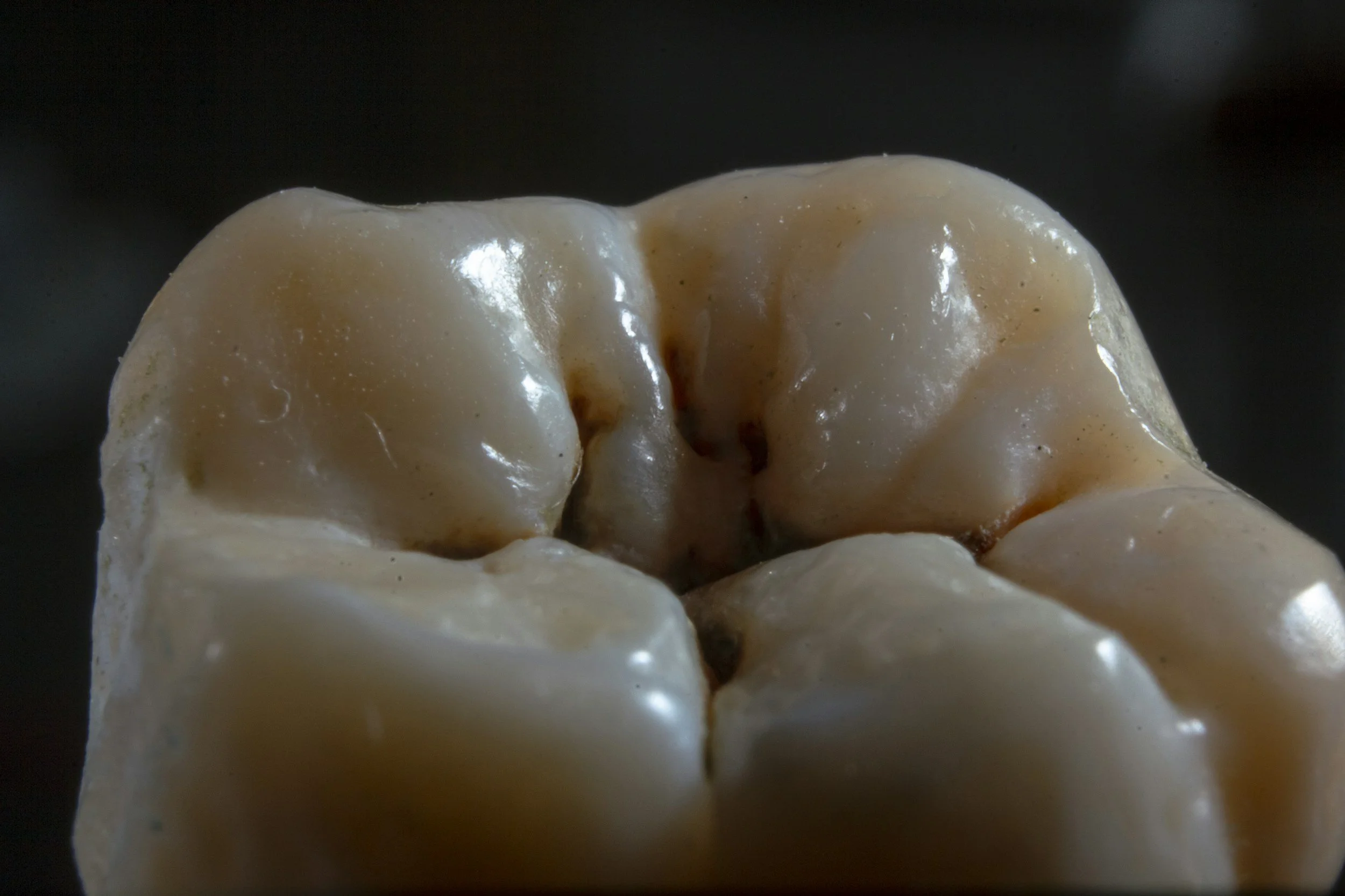 Nahaufnahme eines menschlichen Zahns, mit Zahnschmelz sichtbar, dunkler Hintergrund