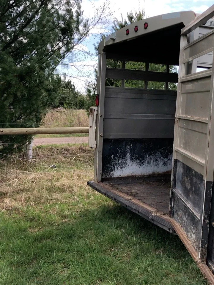 Cattle have arrived! We are grazing a big ol teenage hearthrob yearling group from @whetstonefarm and purchased 3 from @johnsonfamilypastures!  Will have grass fed beef for sale next summer 🥩 the collaborative and cooperative relationships amongst f