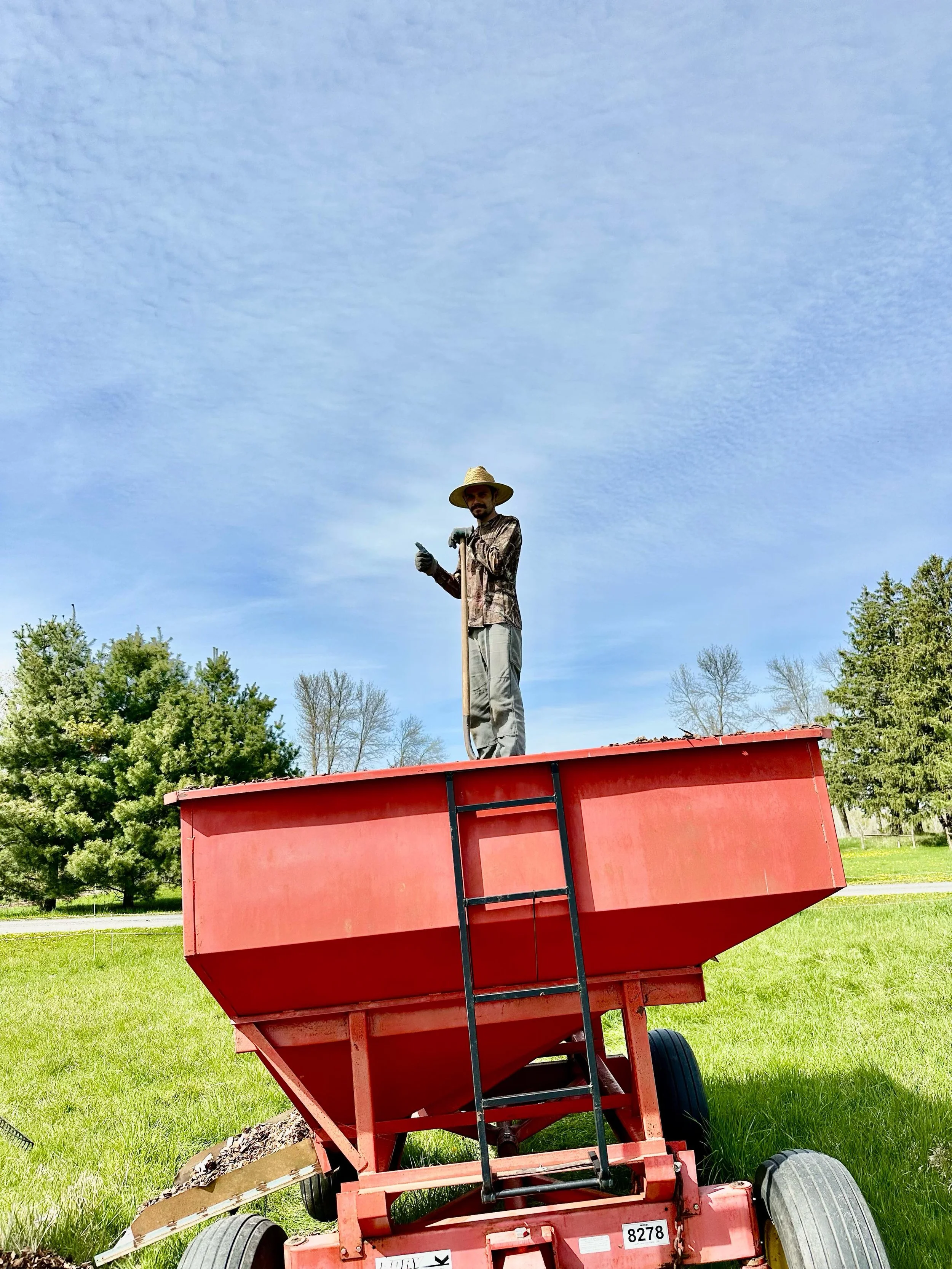 Spreading wood chips