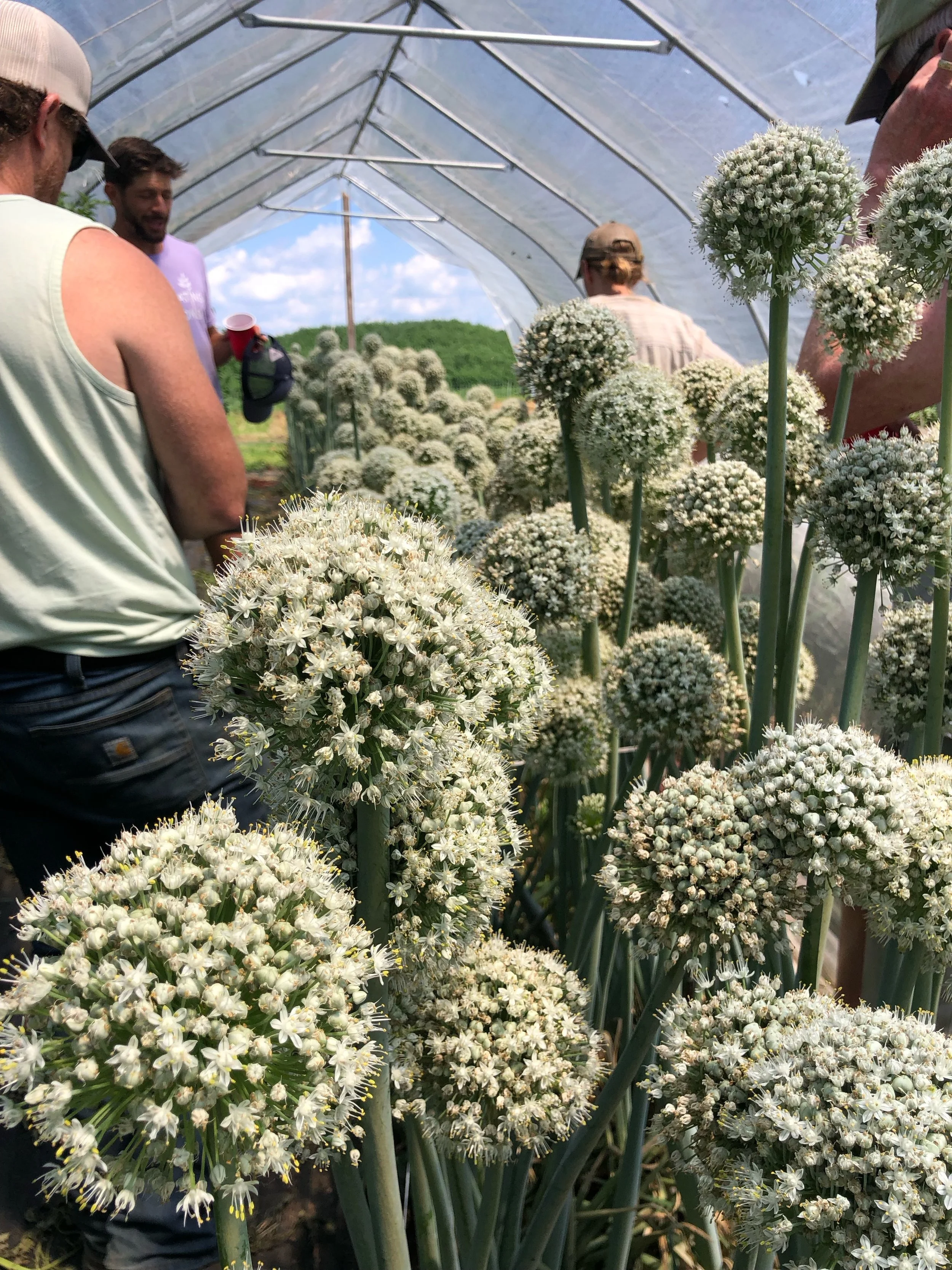Bloom tour and wagon rides were a blast! @cultivatingthecommonsllc and @whetstonefarm hosted a beautiful day learning all about growing seed and saving seed. Such a fascinating process and so much to learn. Clint from CTC said the organic certifier d