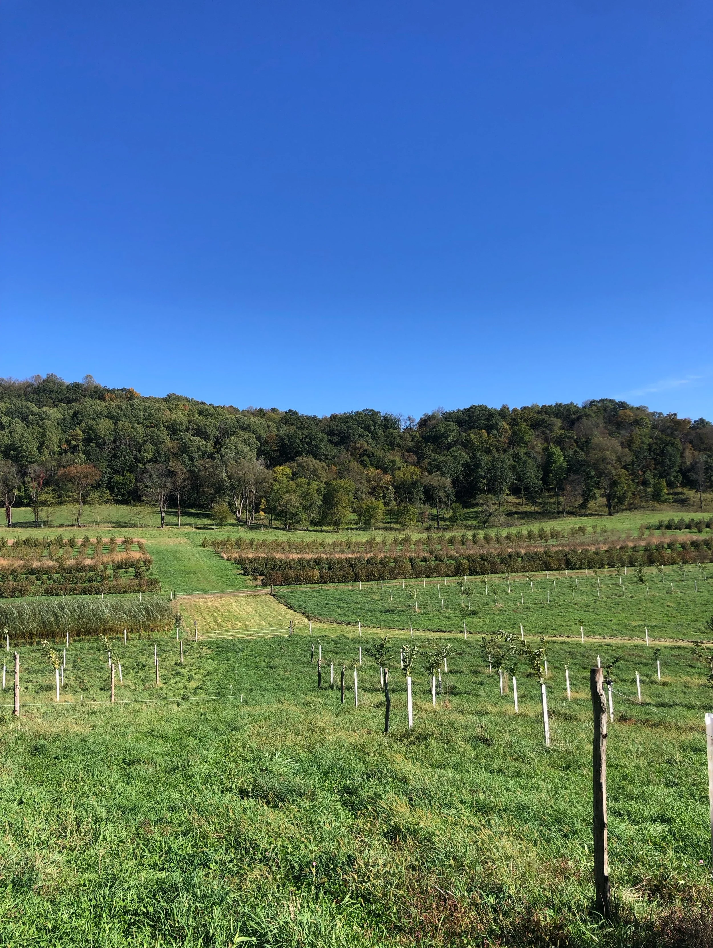 Spent Saturday at @savannainstitute North farm for @madagriculture Wilding project celebration! Beautiful day touring the agroforestry demo farm and bringing community together around 60 million acres of living continuos corridors. If you haven&rsquo