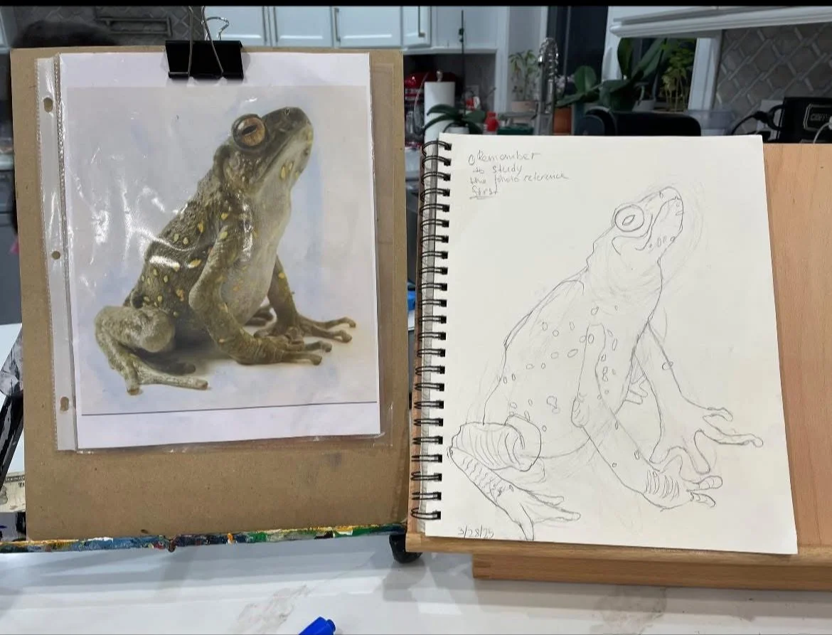 Photograph of a frog printed on paper taped inside a plastic sheet on a cardboard board, next to a sketch of the same frog in a spiral notebook.