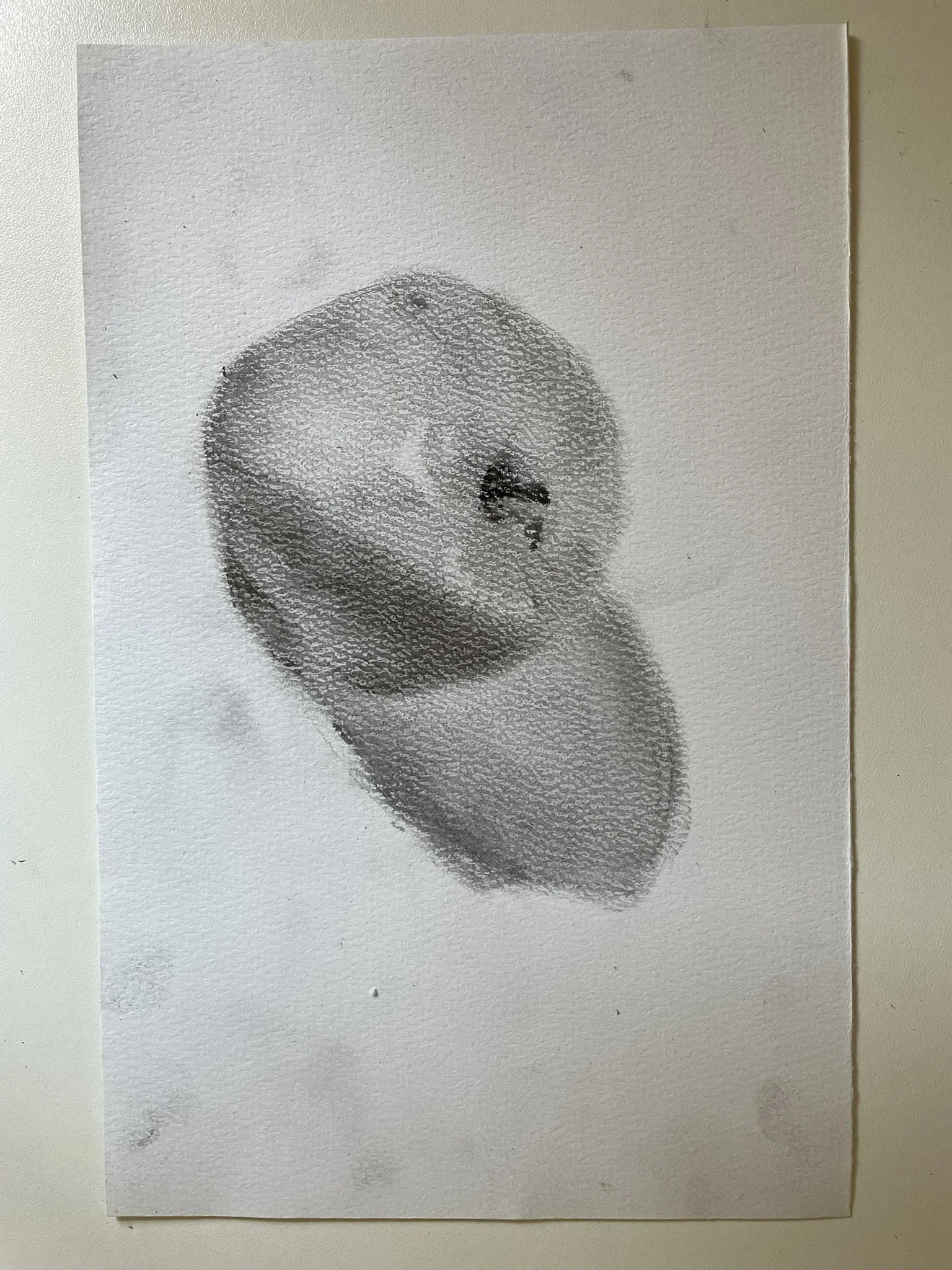 A charcoal or pencil drawing of a seashell, with smooth shading and textured surface detail, on paper with a plain background.