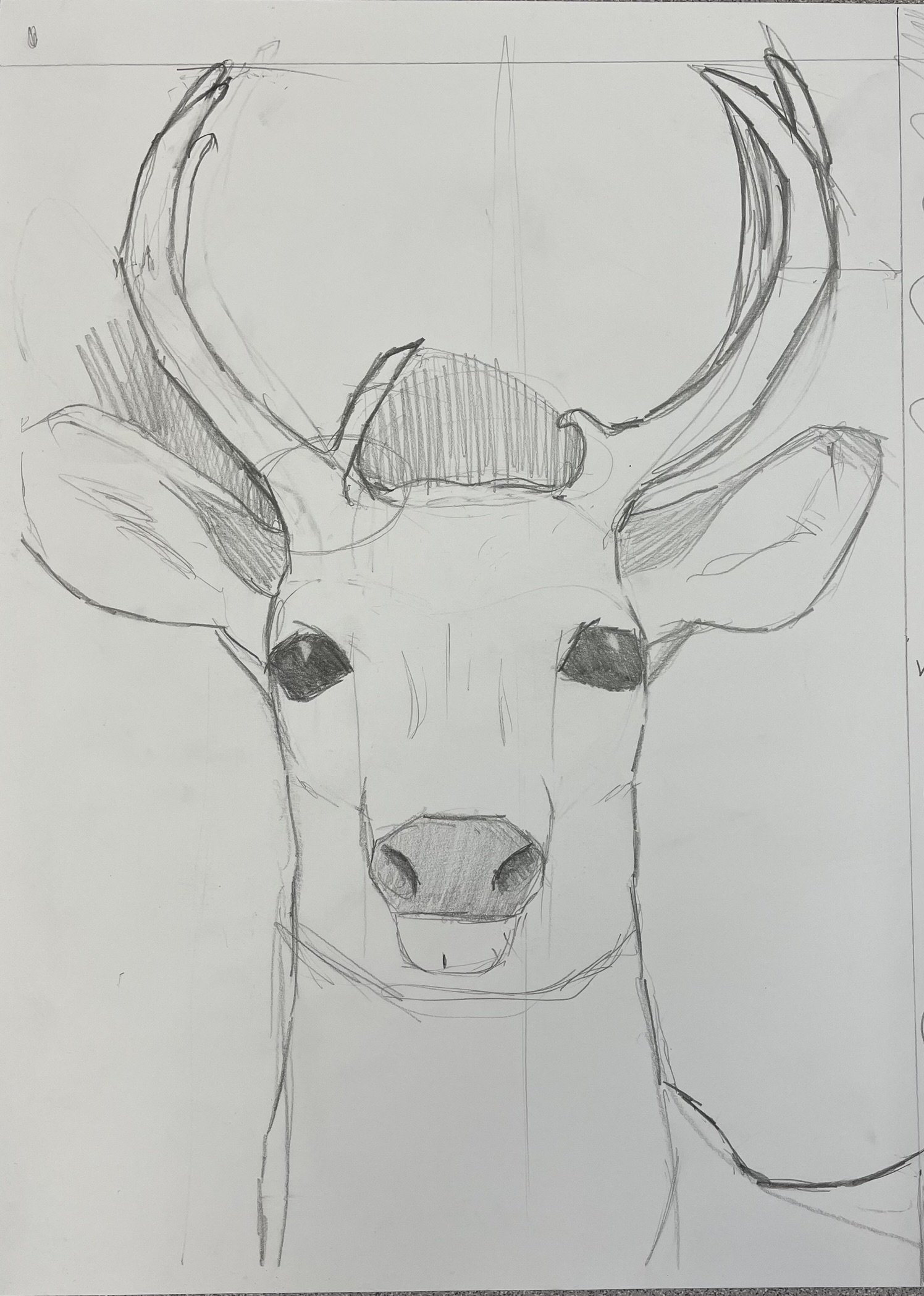Sketch of a deer's face with antlers.