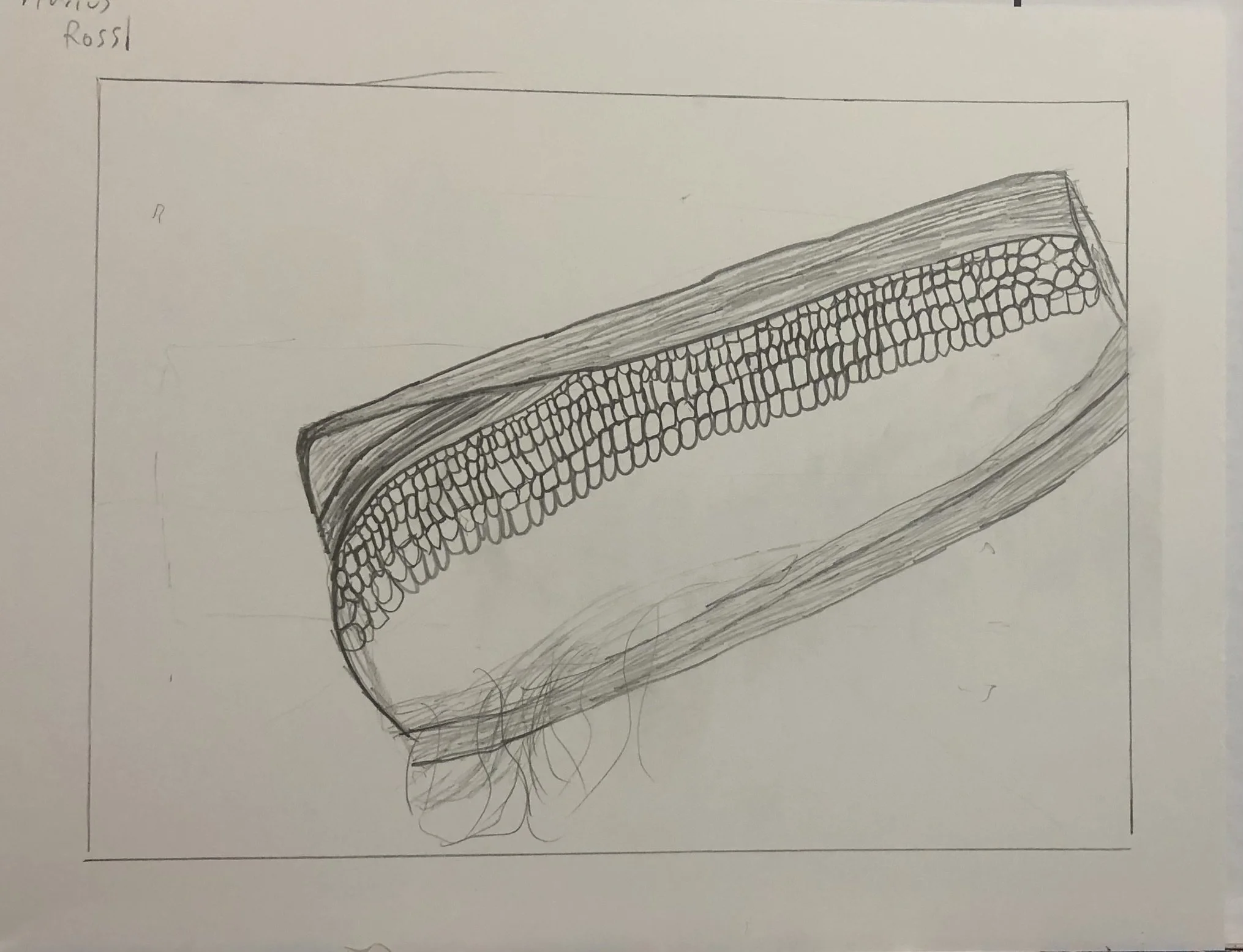 Hand-drawn sketch of a corn on the cob with detailed kernels and husk, on a sheet of paper.