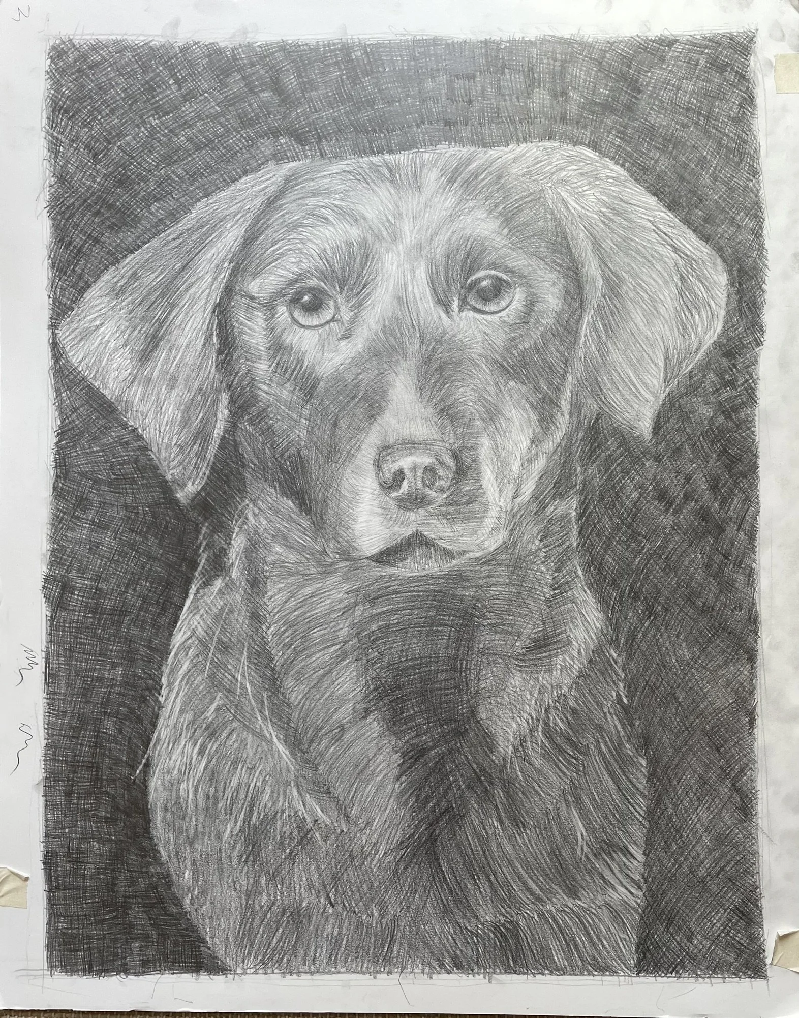 A detailed pencil drawing of a Labrador Retriever dog with a dark background.