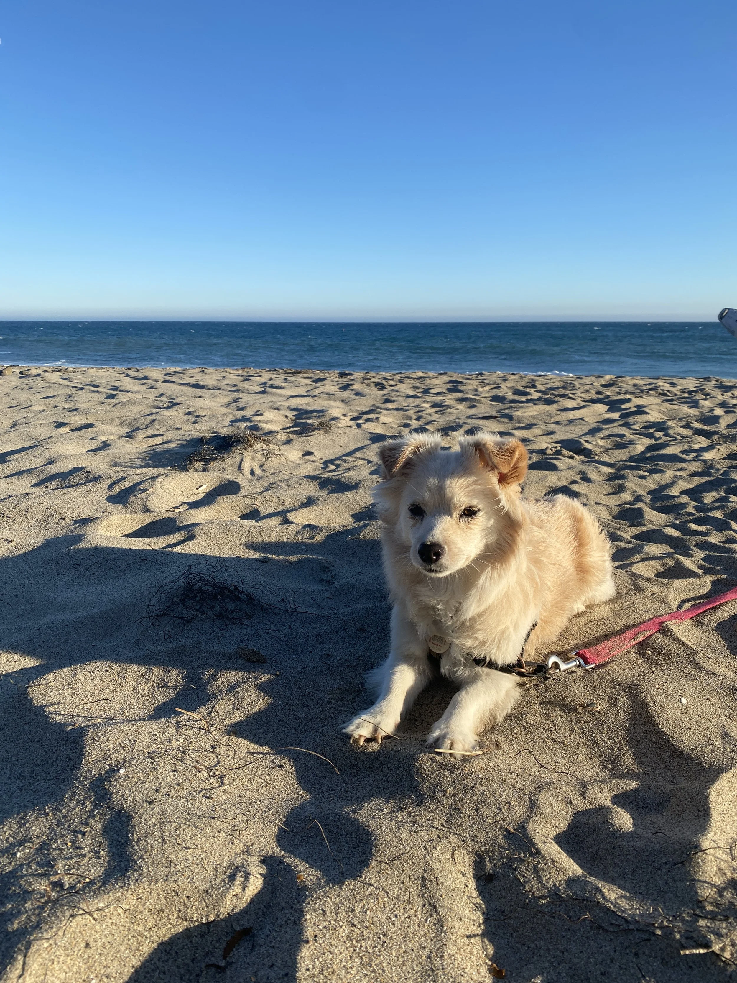 A young dog with light fur sits on sandy beach in front of ocean under clear blue sky, with some shadow cast on the sand.