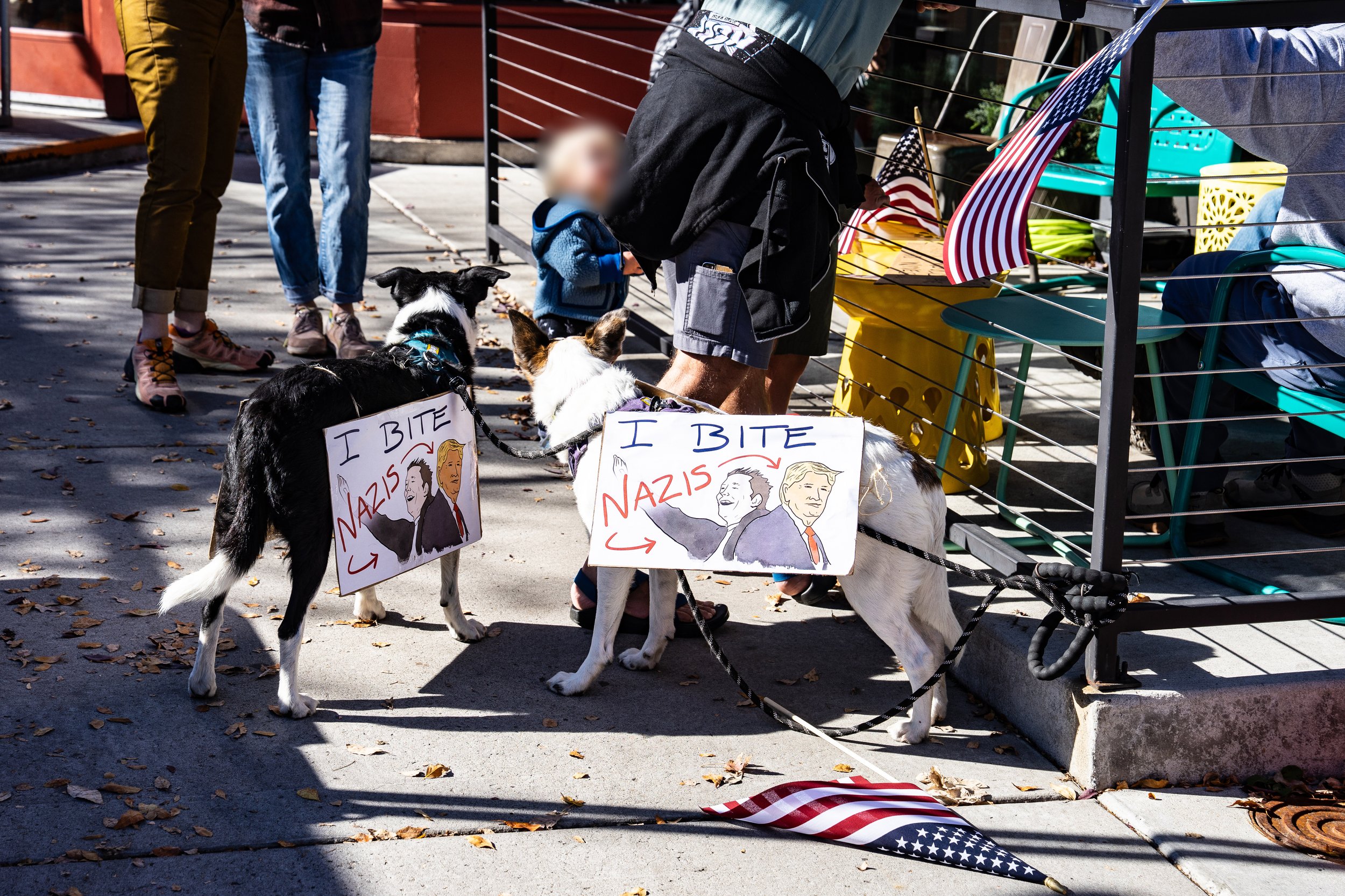 Two dogs wearing protest signs that read 'I BITE NAZIS' sit on a sidewalk, with people standing nearby and American flags and chairs in the background.