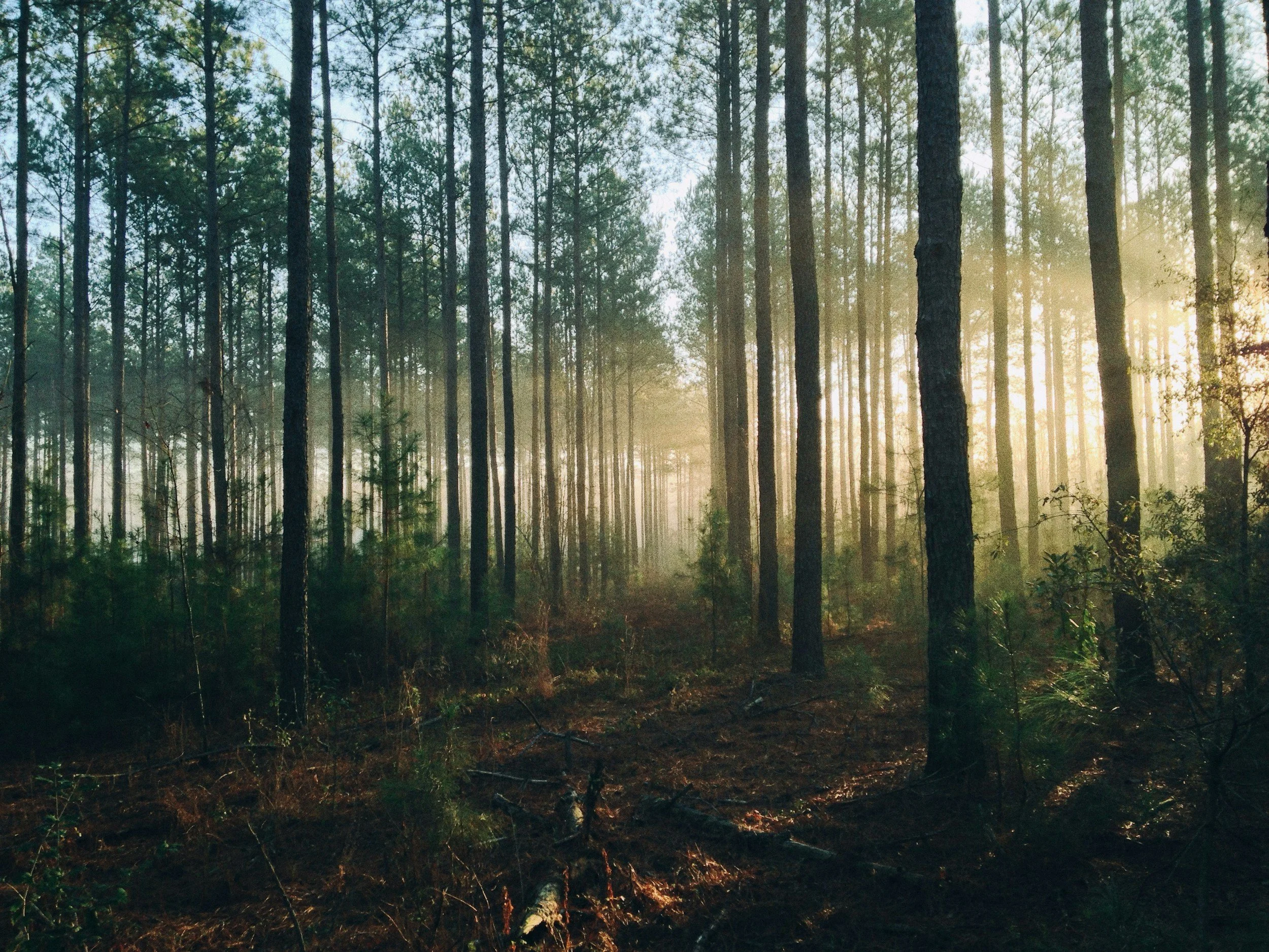 Sunlight filtering through tall pine trees in a forest at sunrise or sunset.