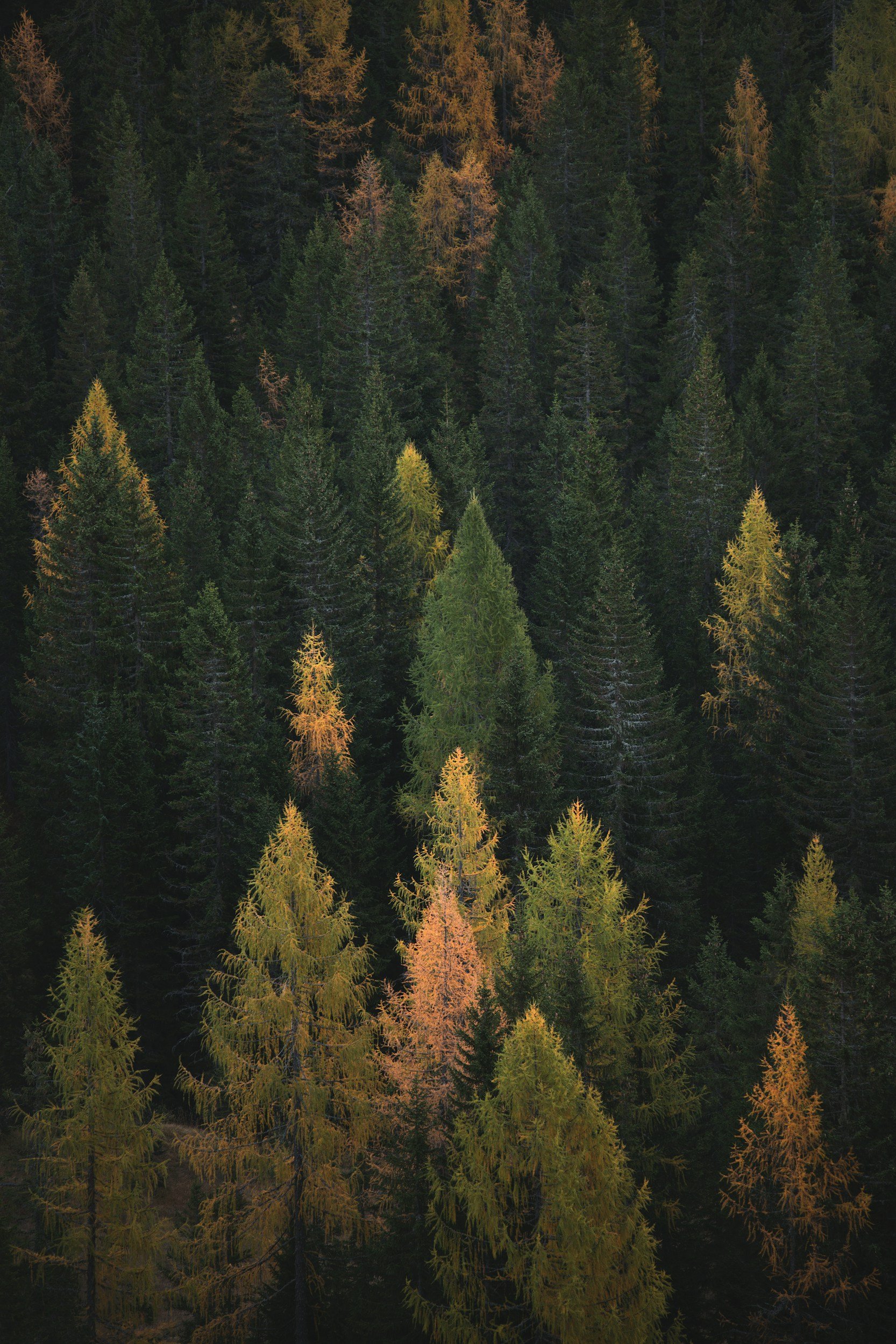 A dense forest with tall coniferous trees, some of which are turning yellow and orange as they change color for autumn.