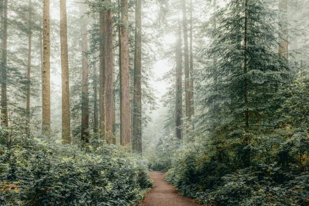 A dirt trail running through a dense forest of tall pine and evergreen trees with foggy, misty atmosphere