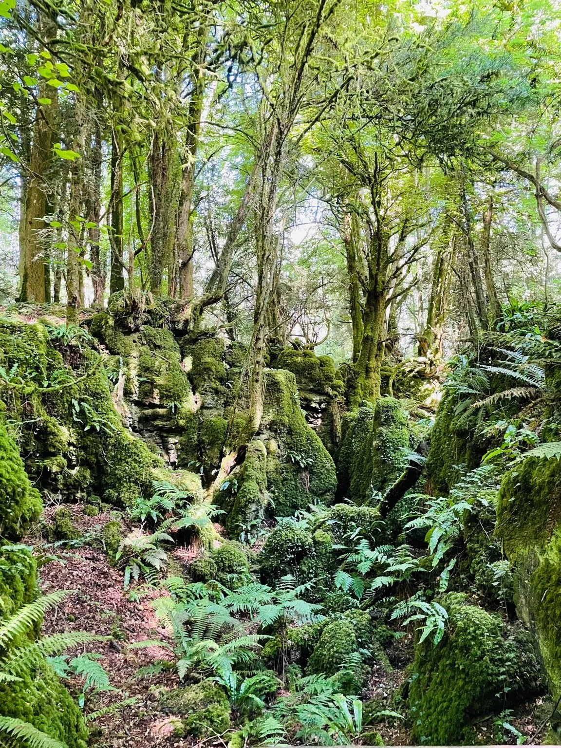 A dense forest scene with tall trees, moss-covered rocks, and lush ferns, illuminated by sunlight filtering through the canopy.