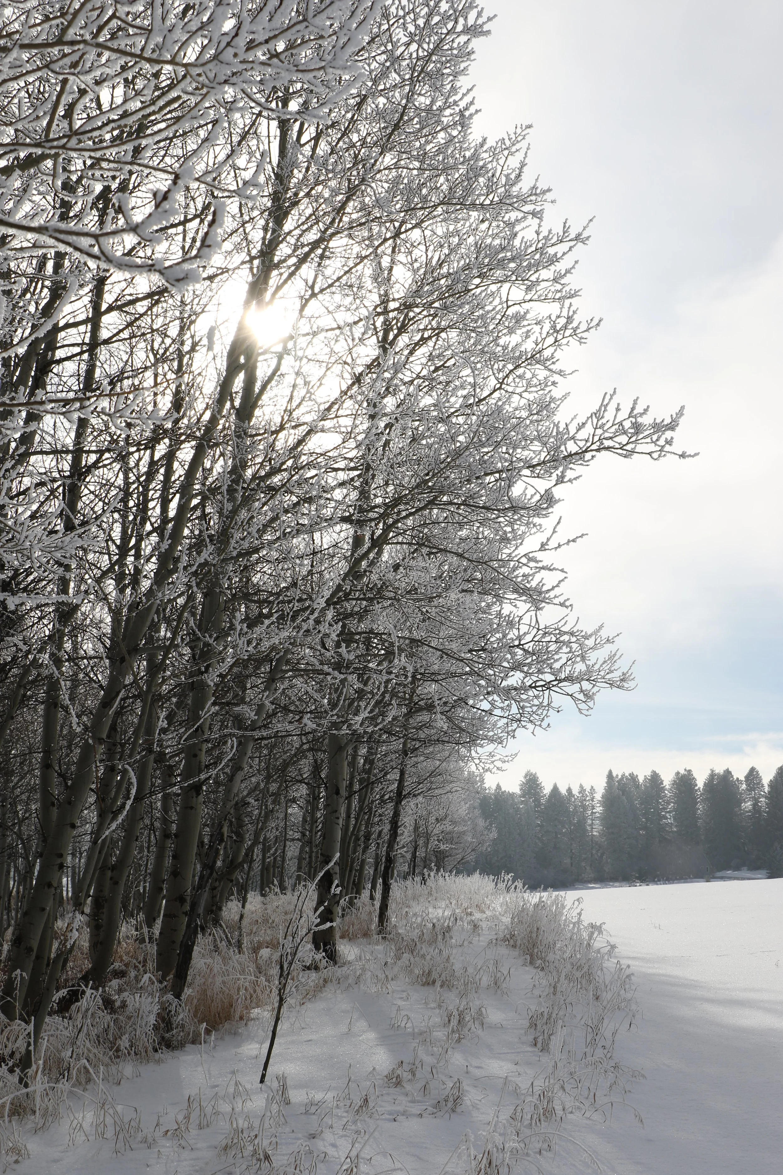 Snow-covered trees beside a frozen lake with a partly cloudy sky and sunlight shining through the branches. Edelweiss Ranch Wedding and Event venue, Teton Valley, Idaho. 