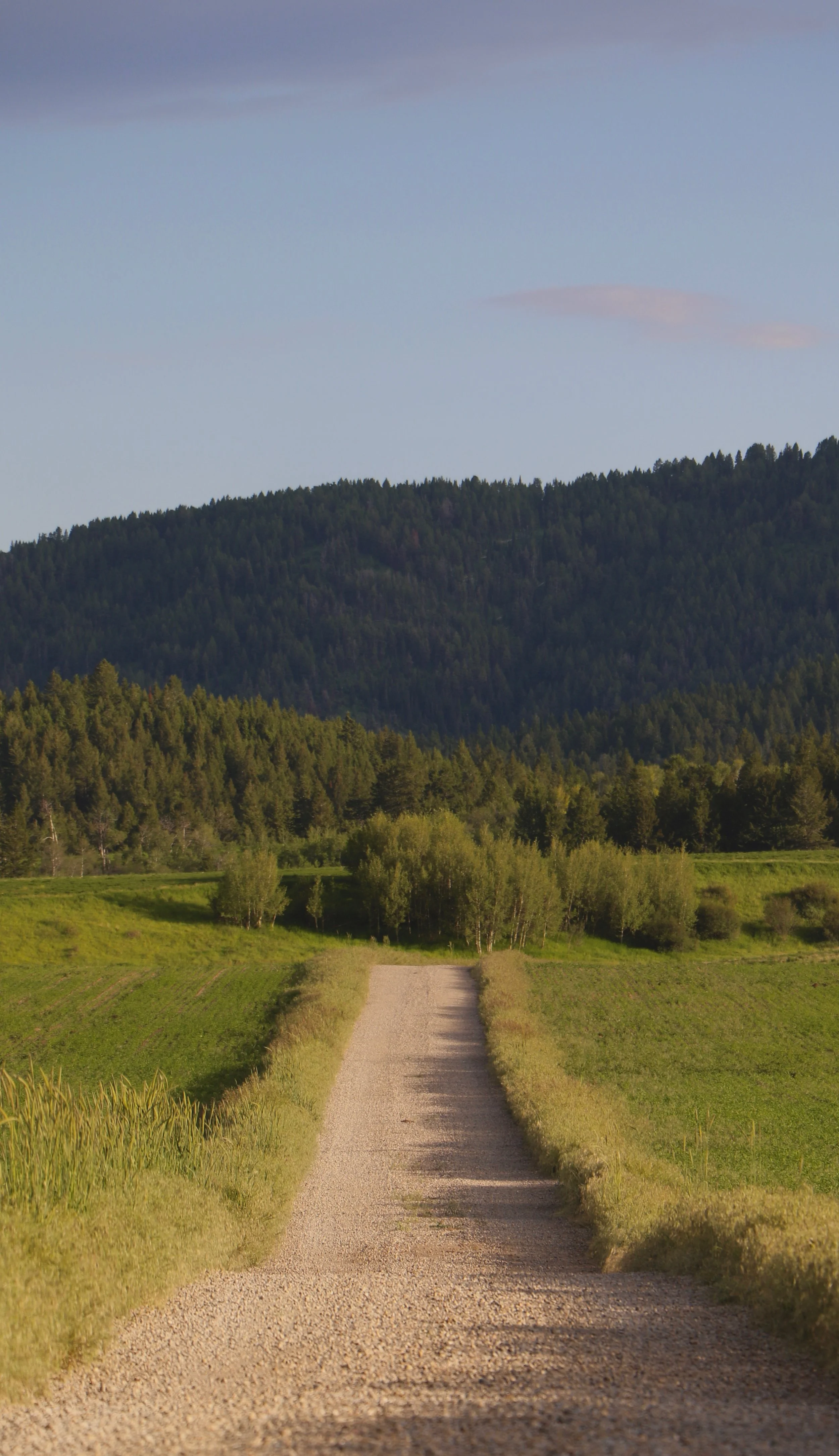 The road at edelweiss ranch.