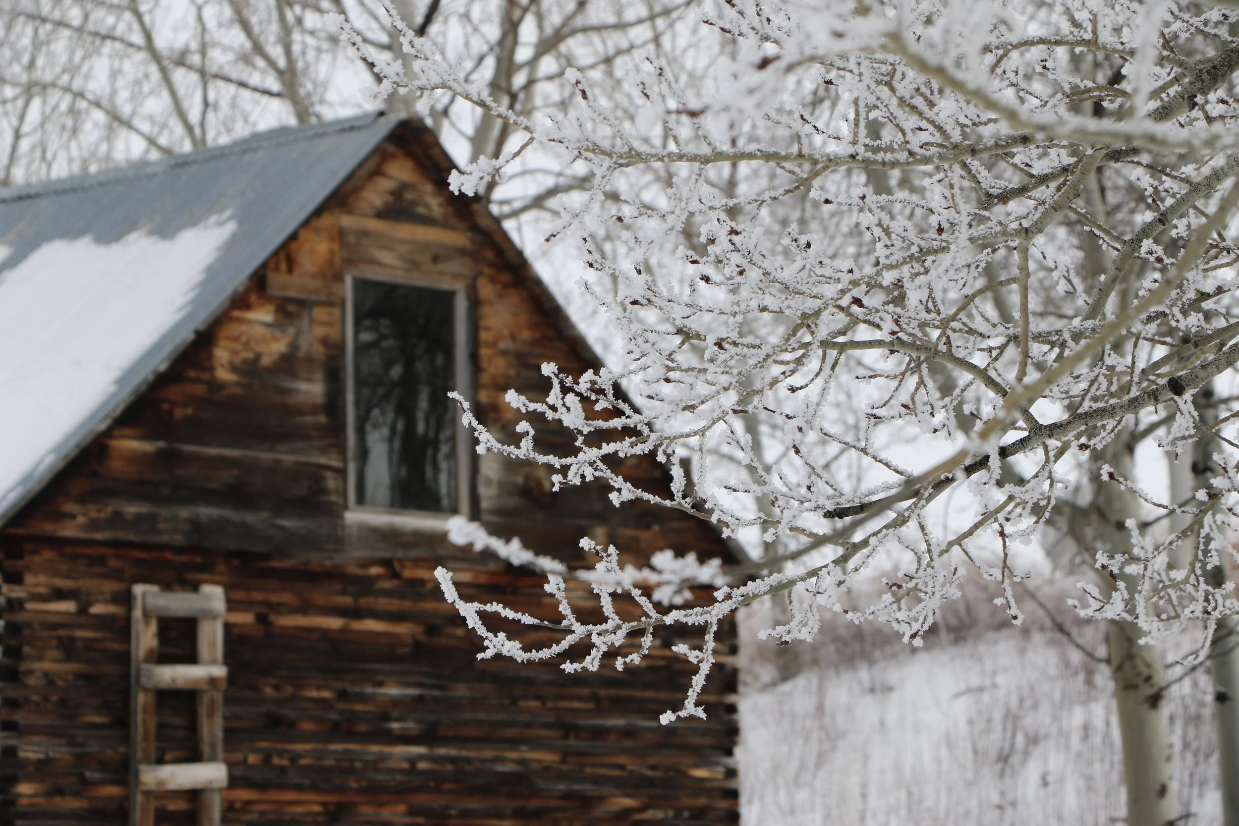 Snow-covered tree branches in front of a rustic wooden cabin with a ladder on the side, during winter. Edelweiss Ranch Wedding and Event venue, Teton Valley, Idaho. 