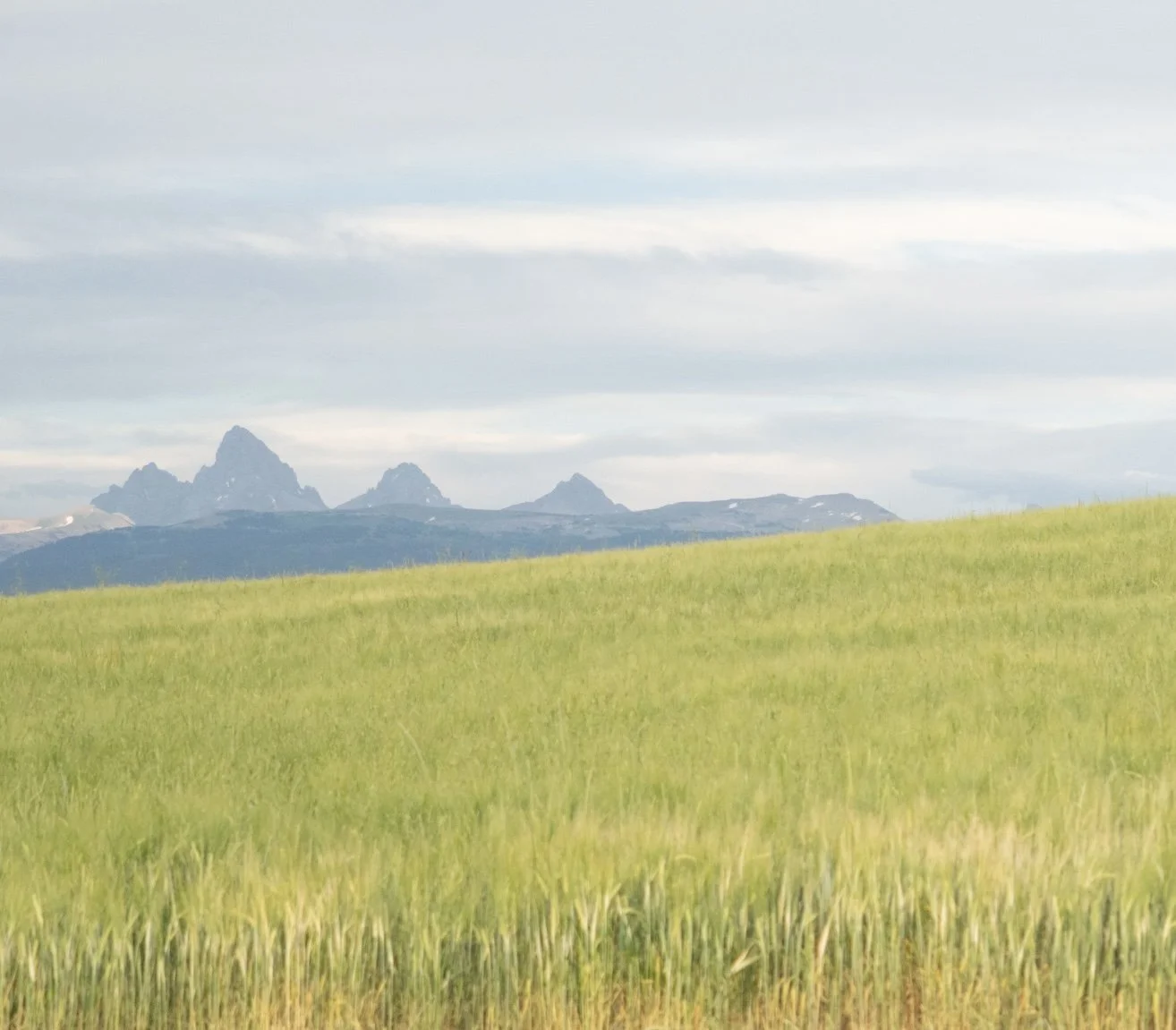 barley field june.jpg