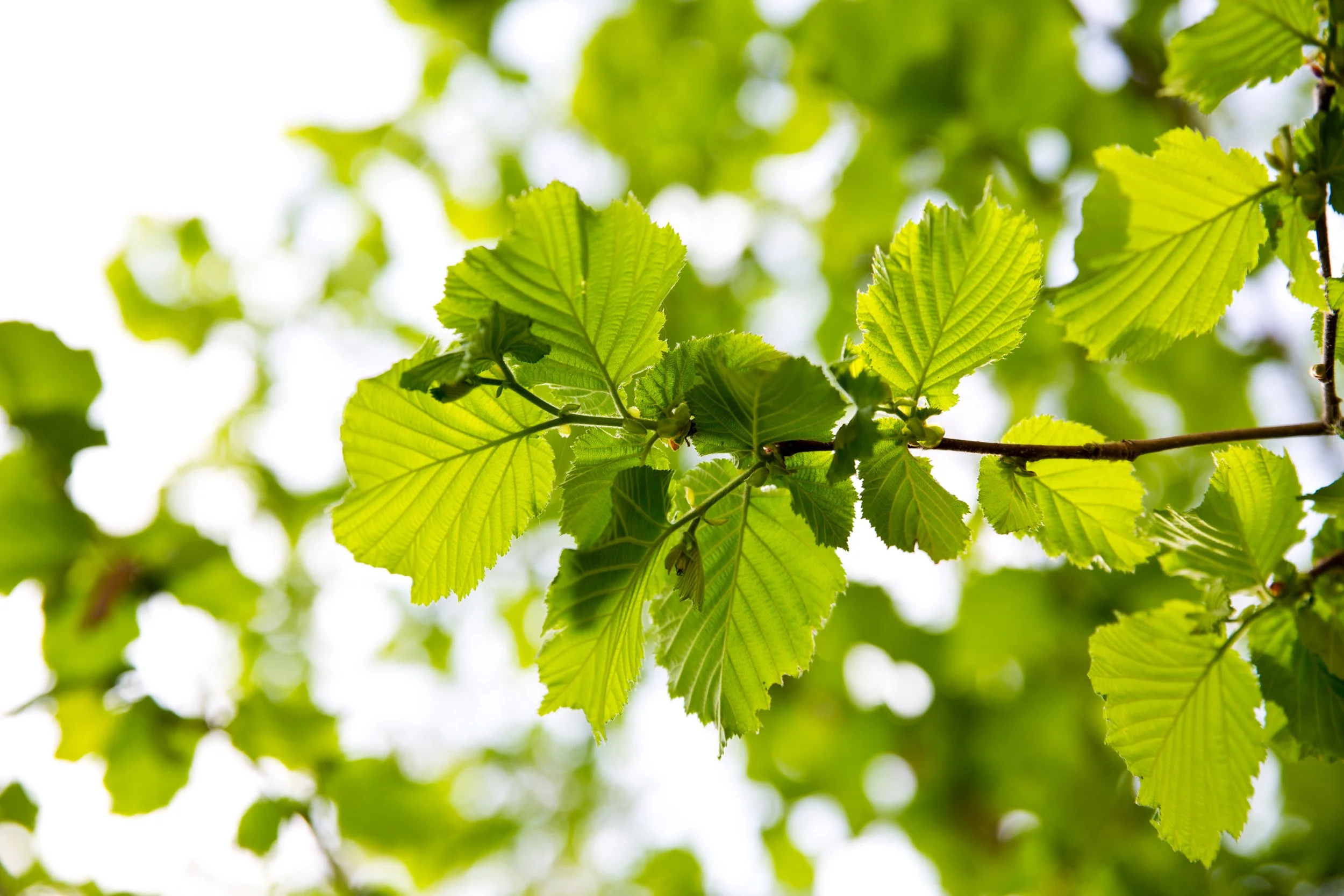 Close-up of green leaves on a tree branch with sunlight filtering through.