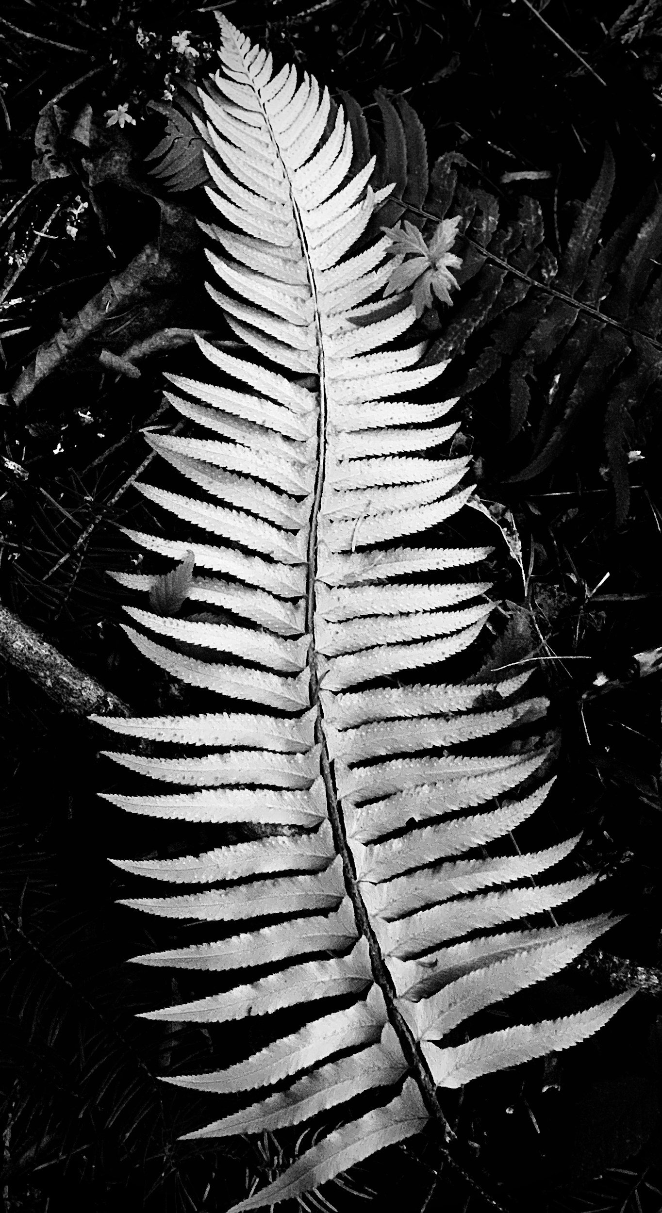 A black and white photo of a fern leaf on the ground surrounded by smaller leaves and plant debris.
