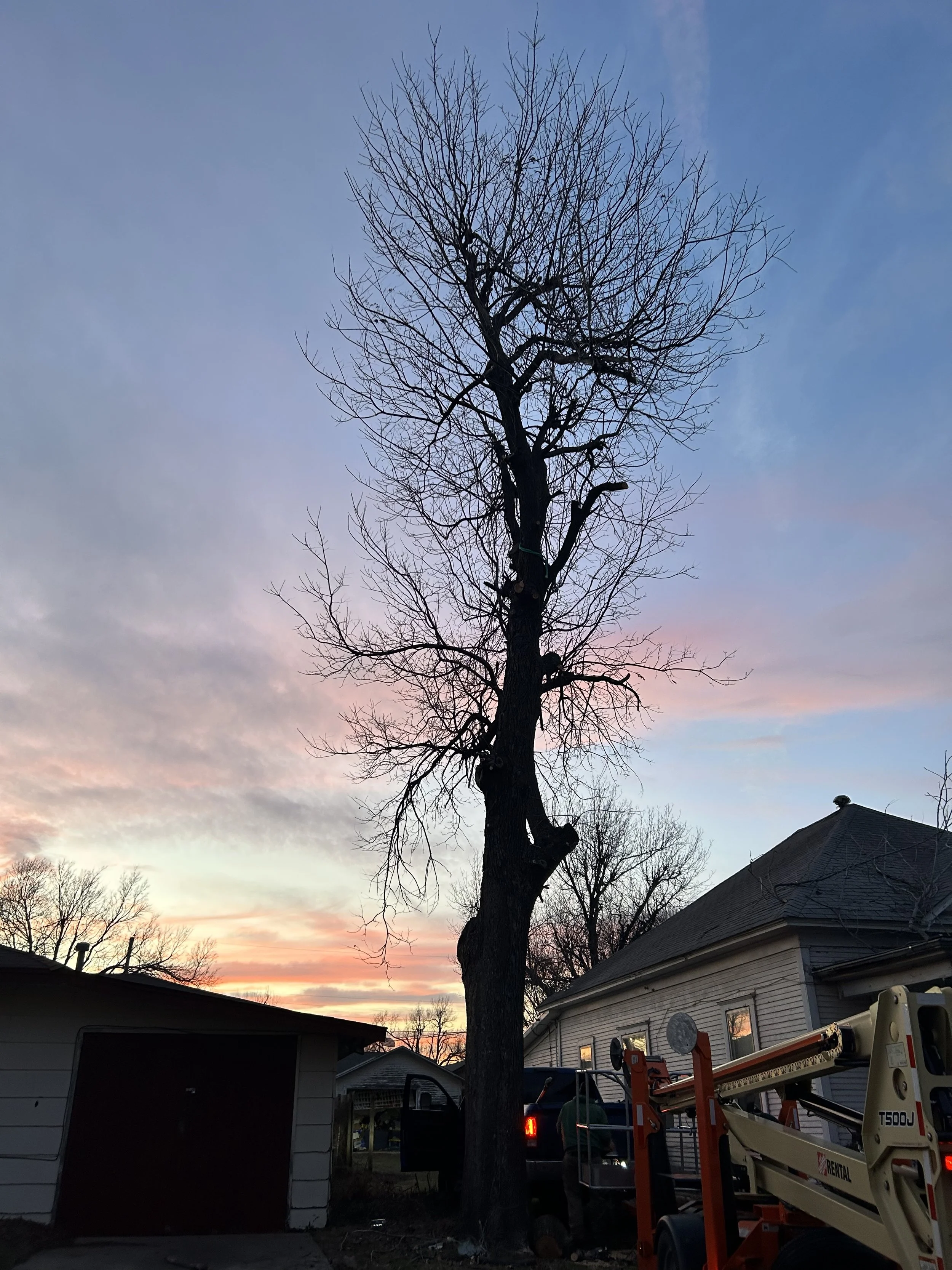 A leafless tree in a suburban yard during sunset with a house, garage, and utility truck nearby.