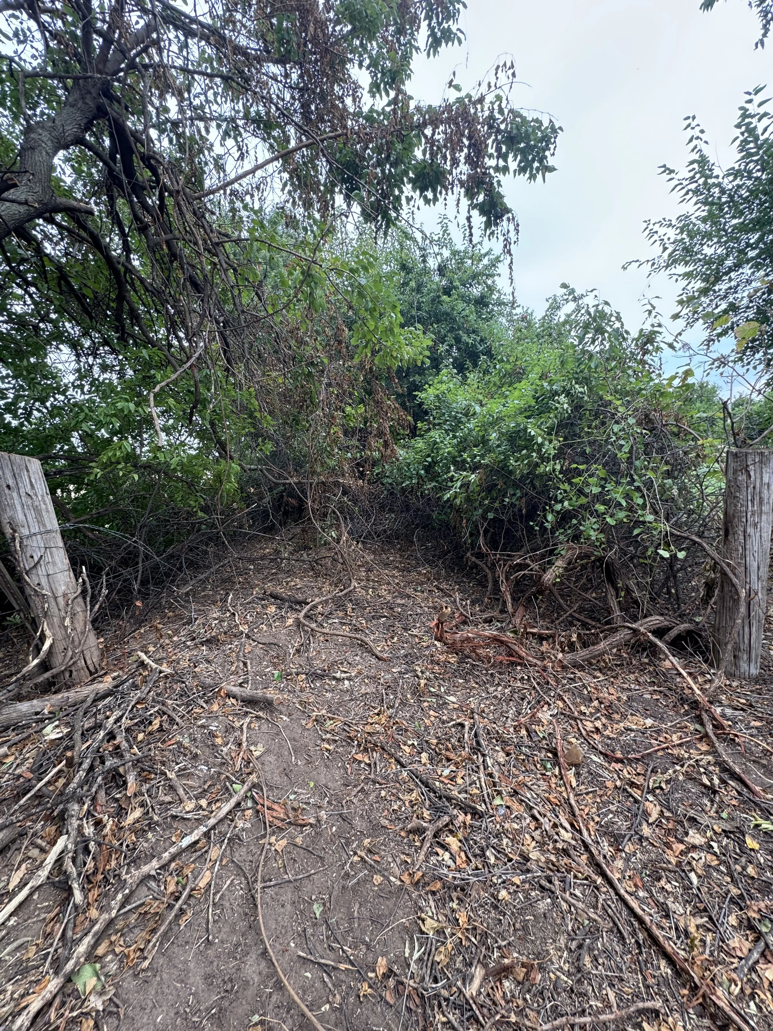 A dirt path surrounded by dense green trees and bushes, with fallen leaves and twigs on the ground.