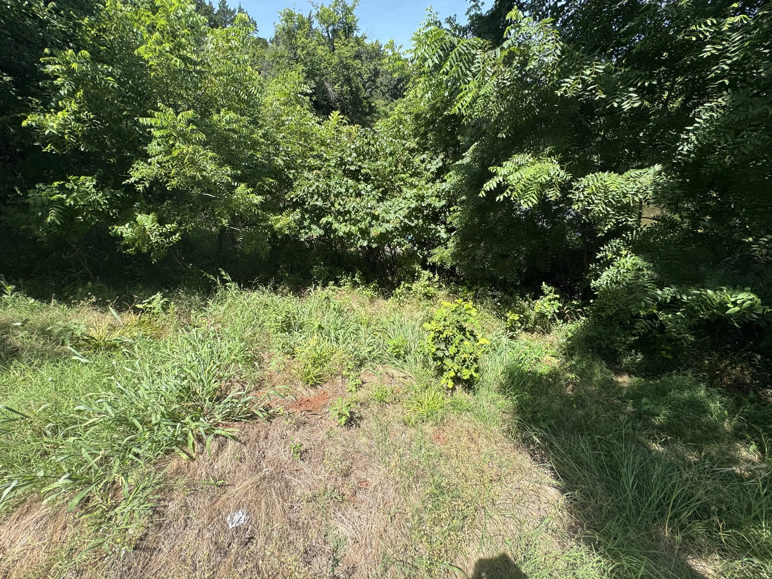 Dense green trees and bushes with a dirt path in the foreground.