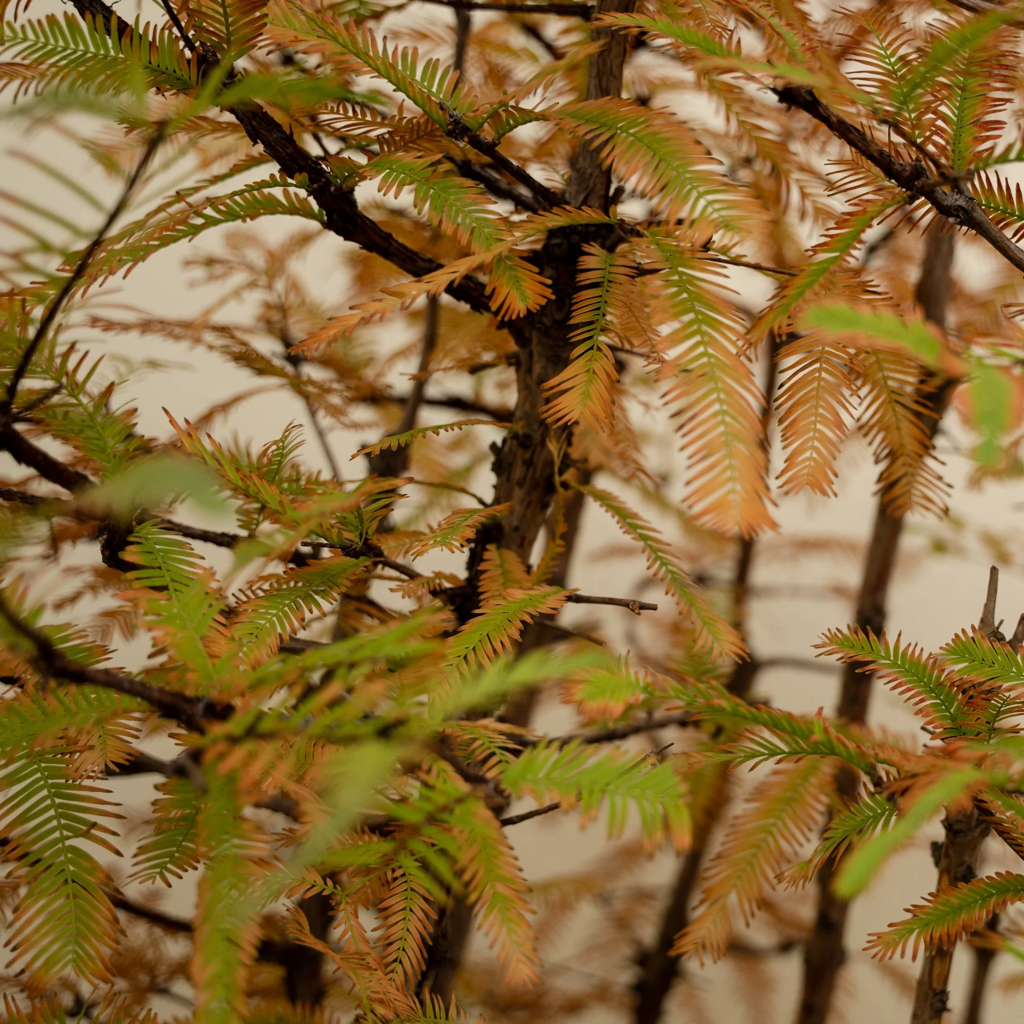 Reiki & Chakra Distance