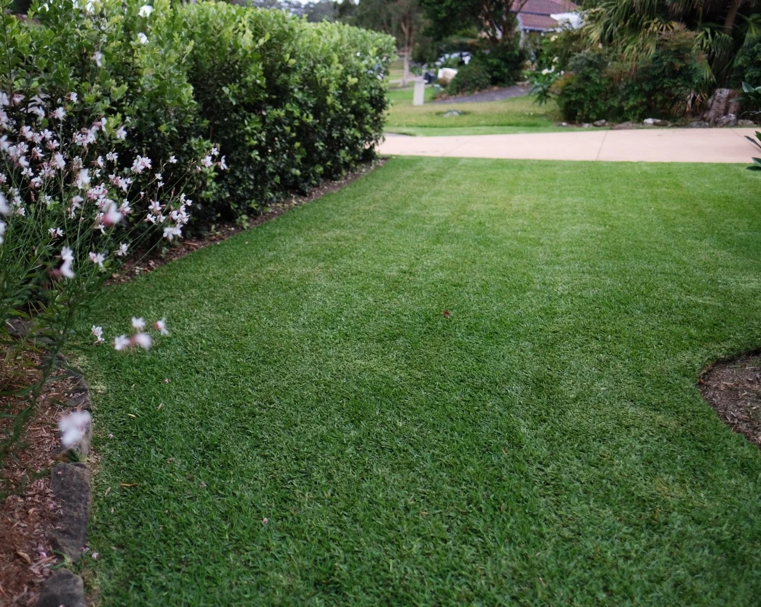 Lawn with vibrant green grass, bordered by bushes with white flowers, with a sidewalk and driveway in the background.