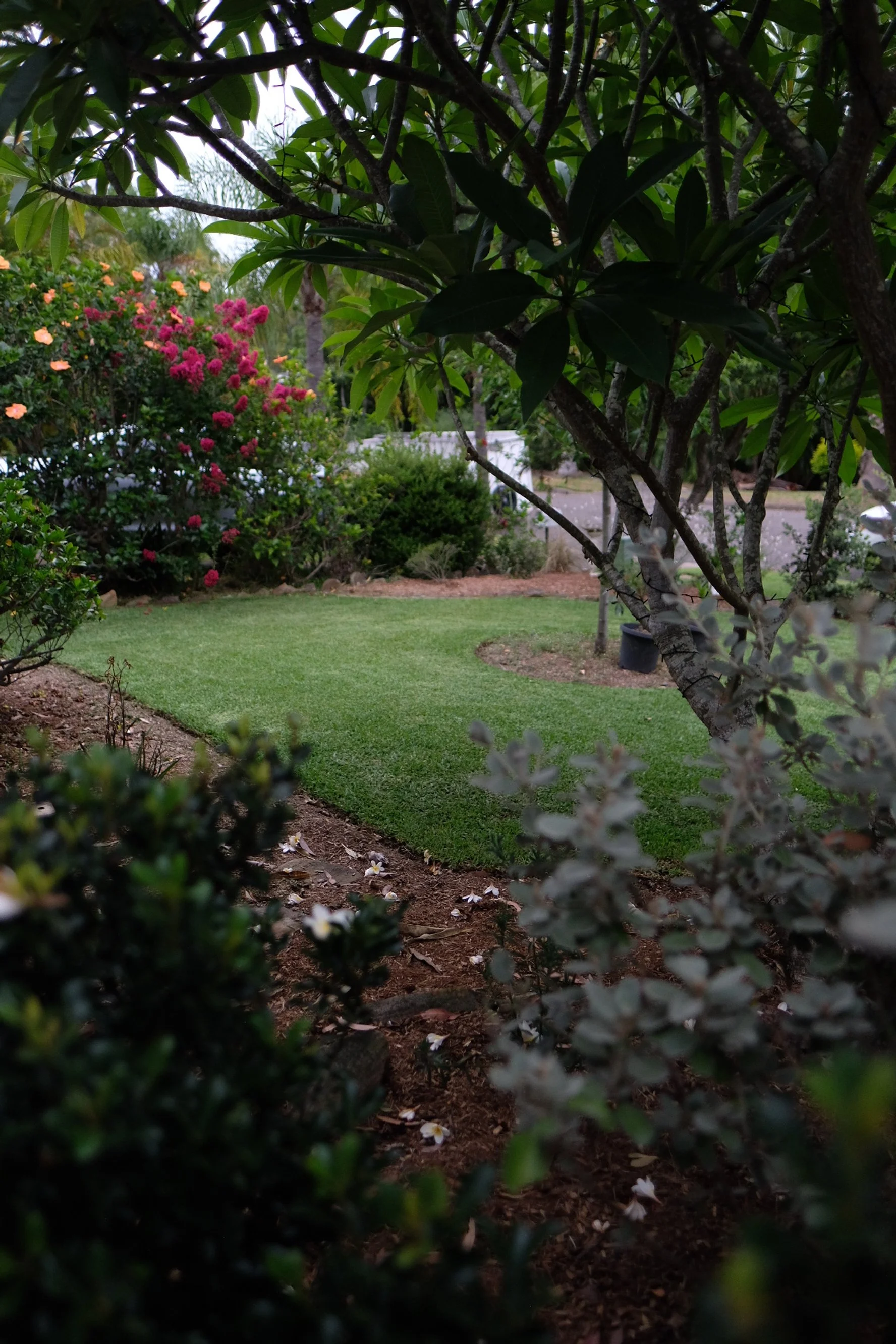 View of a garden with lush green grass, various bushes and flowering plants, including pink and orange blossoms, framed by tree branches in the foreground.