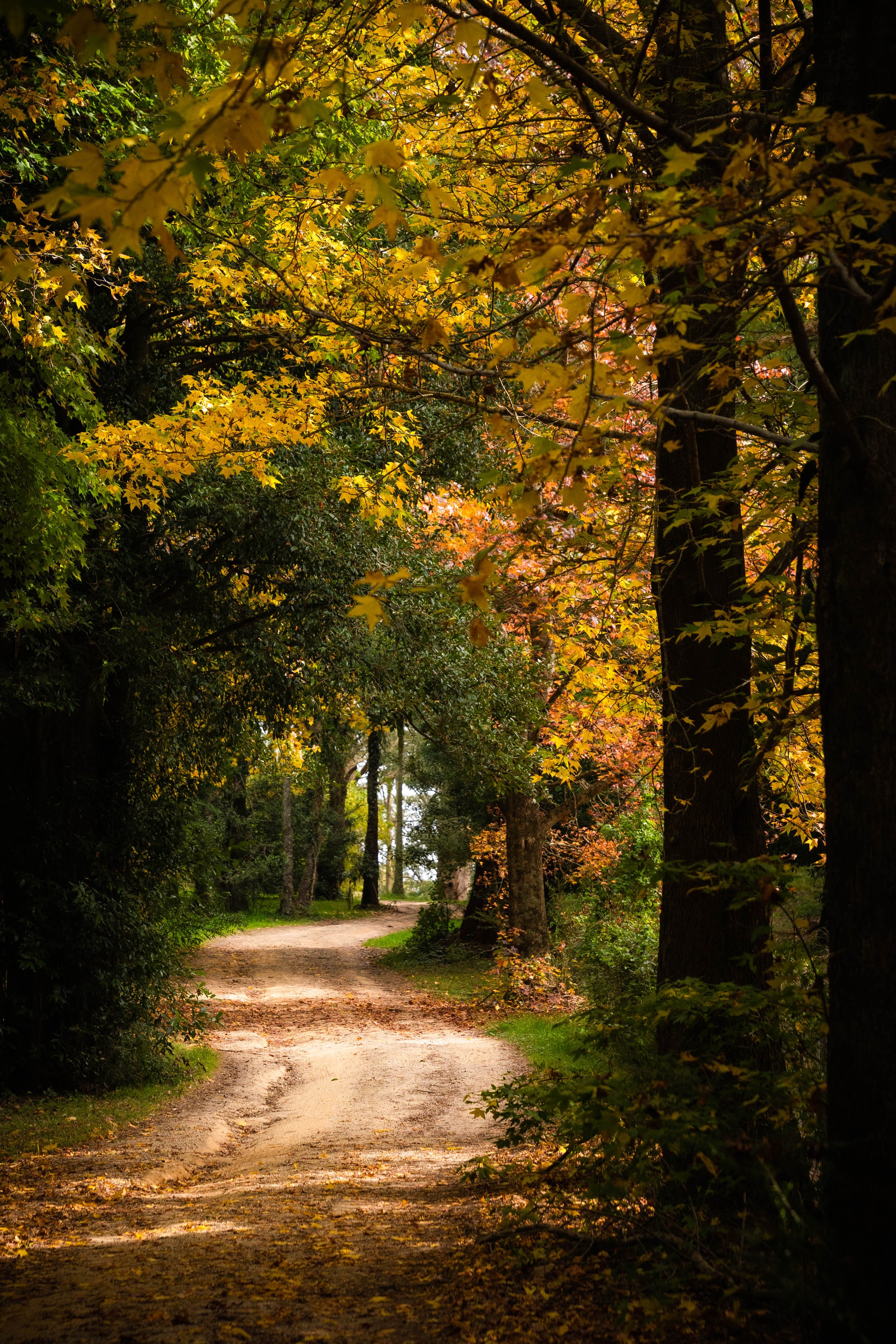 A dirt path winding through a forest with trees displaying autumn leaves in shades of green, yellow, and orange.