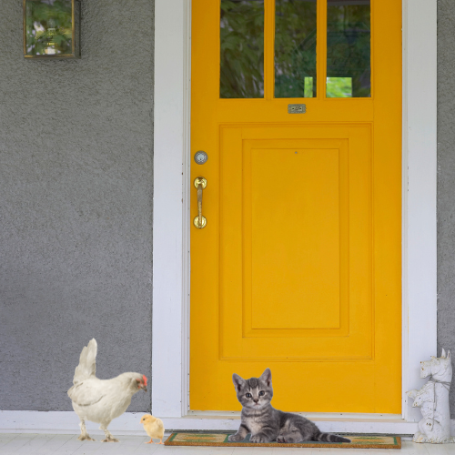 Yellow front door with a gray doormat, a white chicken, a small chick, and a gray kitten sitting on the porch