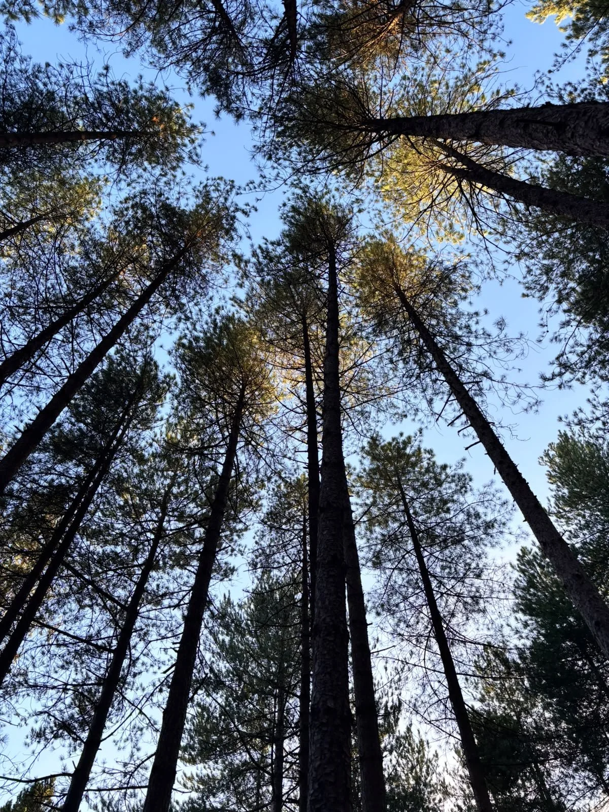 Looking up at tall pine trees with a clear blue sky above