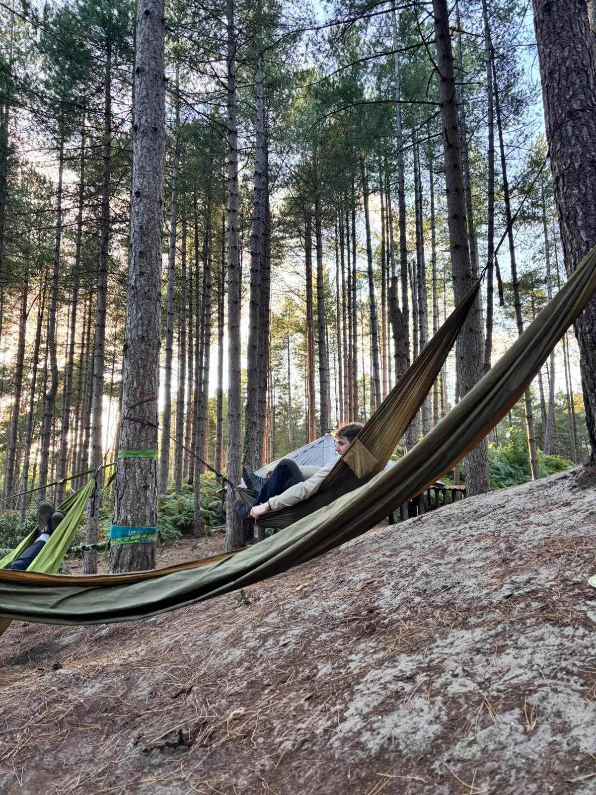 A person relaxing in a hammock tied between two trees in a forest, with tall pine trees and greenery around during sunset.