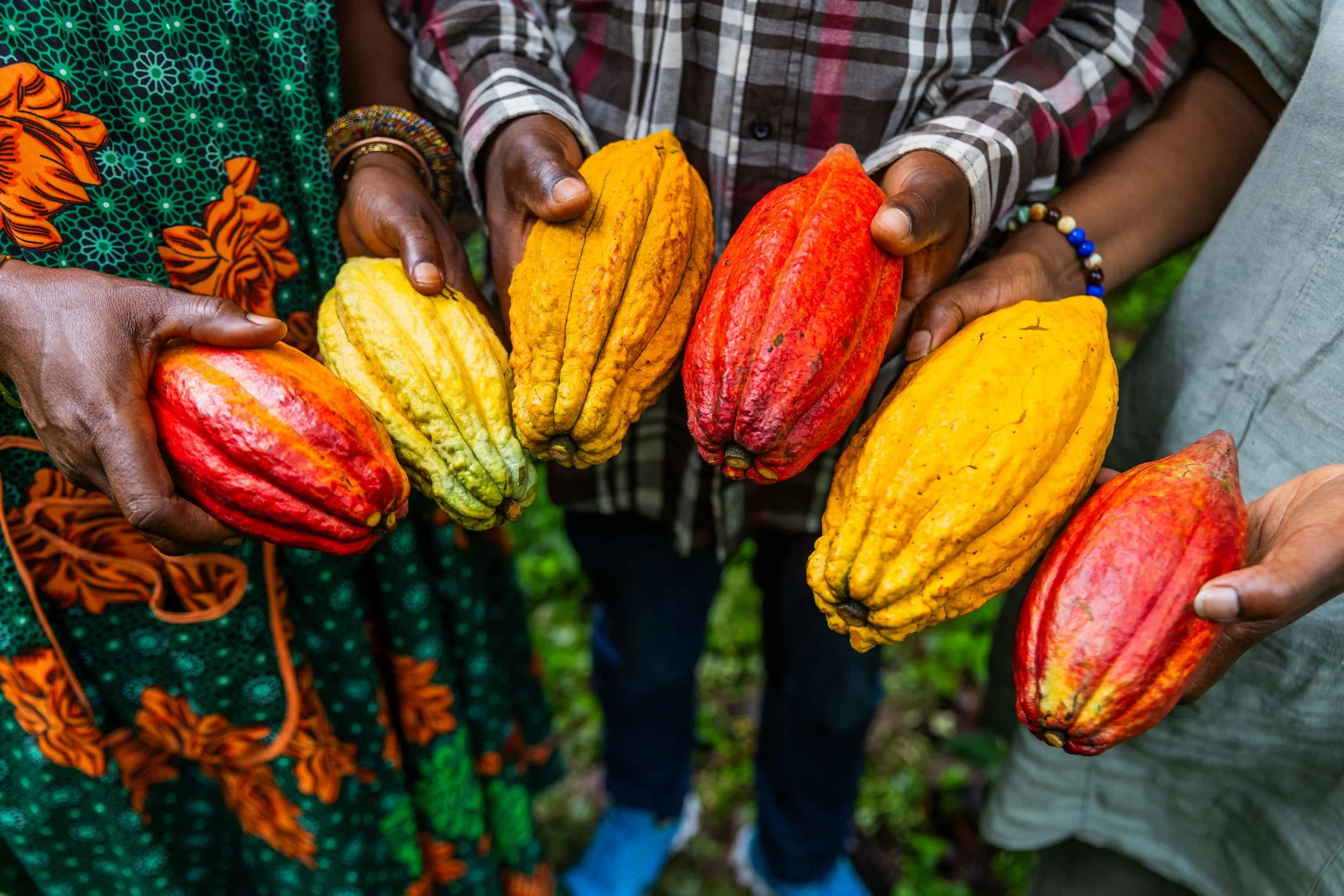 Multiple hands holding colorful cacao pods in different colors, including red, yellow, and orange, during harvest.